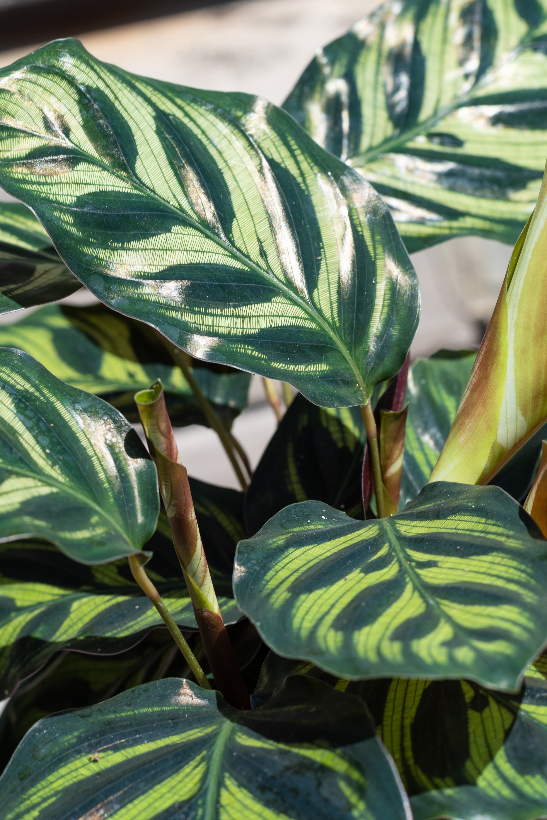 Close up of Calathea makoyana "Peacock Calathea" leaves