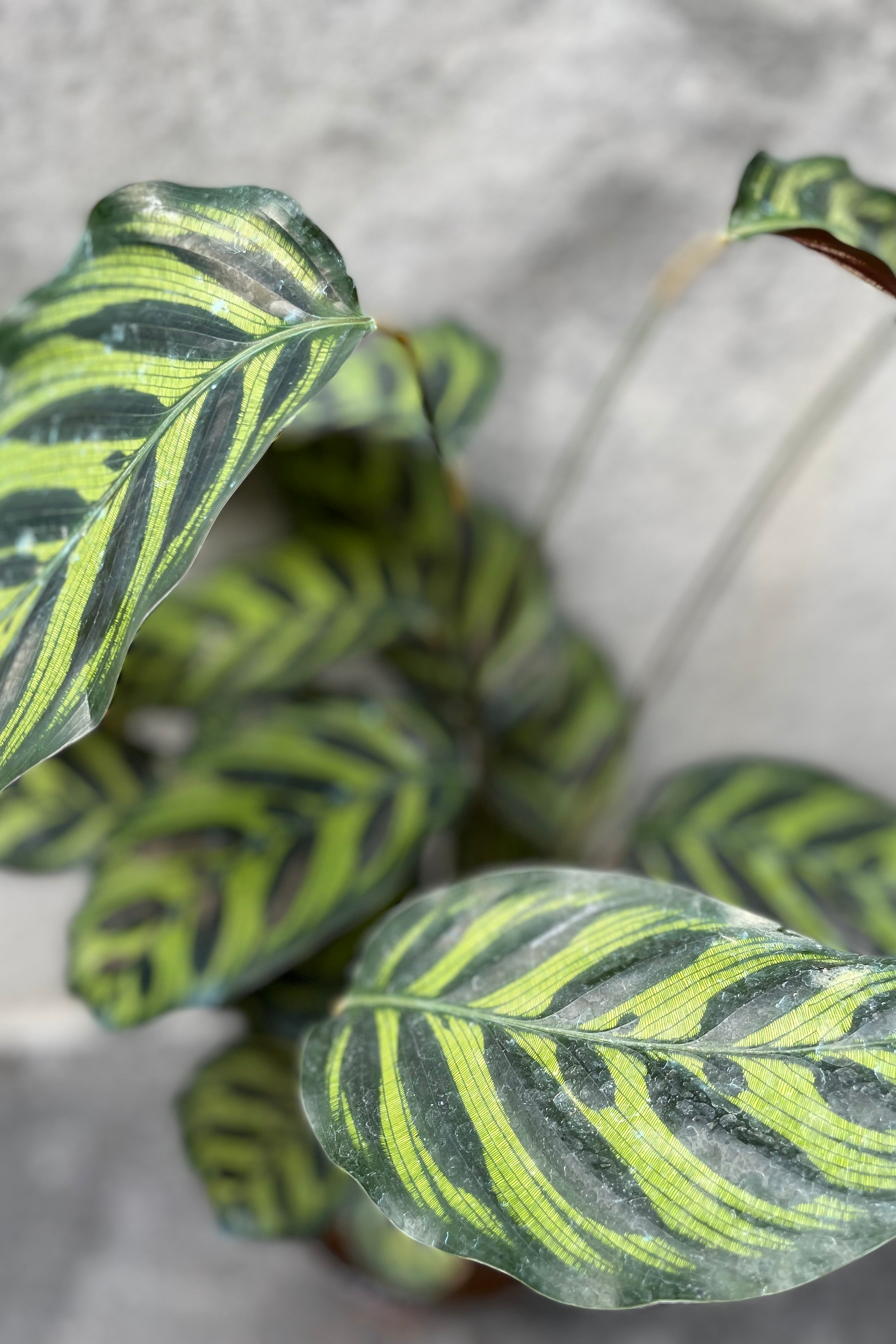 Close up of Calathea makoyana "Peacock Calathea" leaves