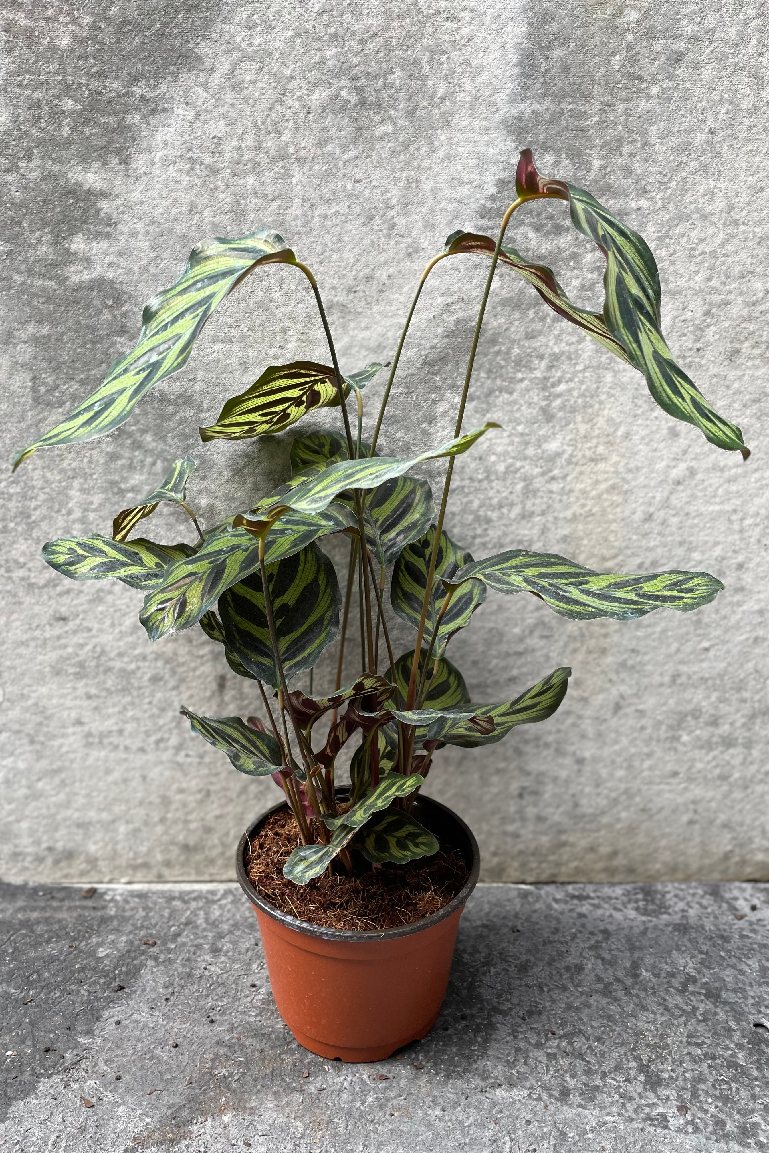 Long-stemmed Calathea makoyana "Peacock Calathea" in grow pot in front of grey background