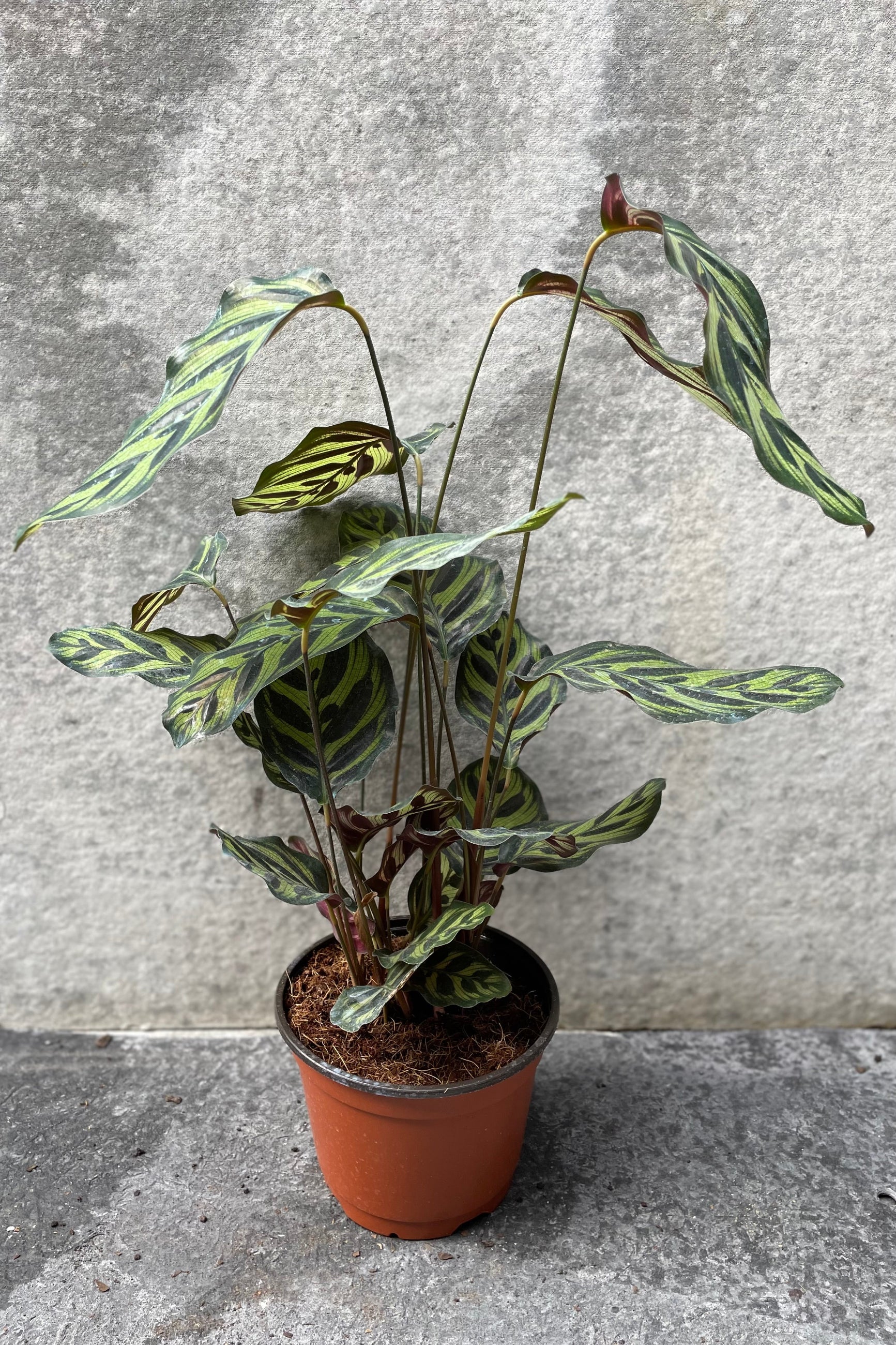 Long-stemmed Calathea makoyana "Peacock Calathea" in grow pot in front of grey background ©Sprout Home