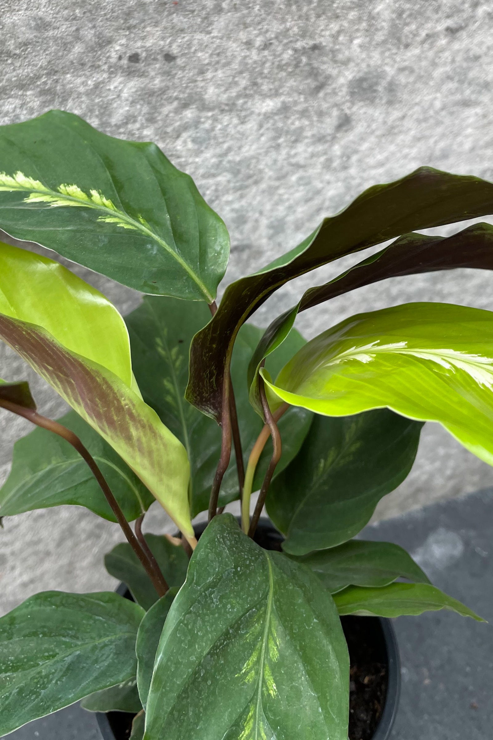 Calathea 'Maui Queen' 4