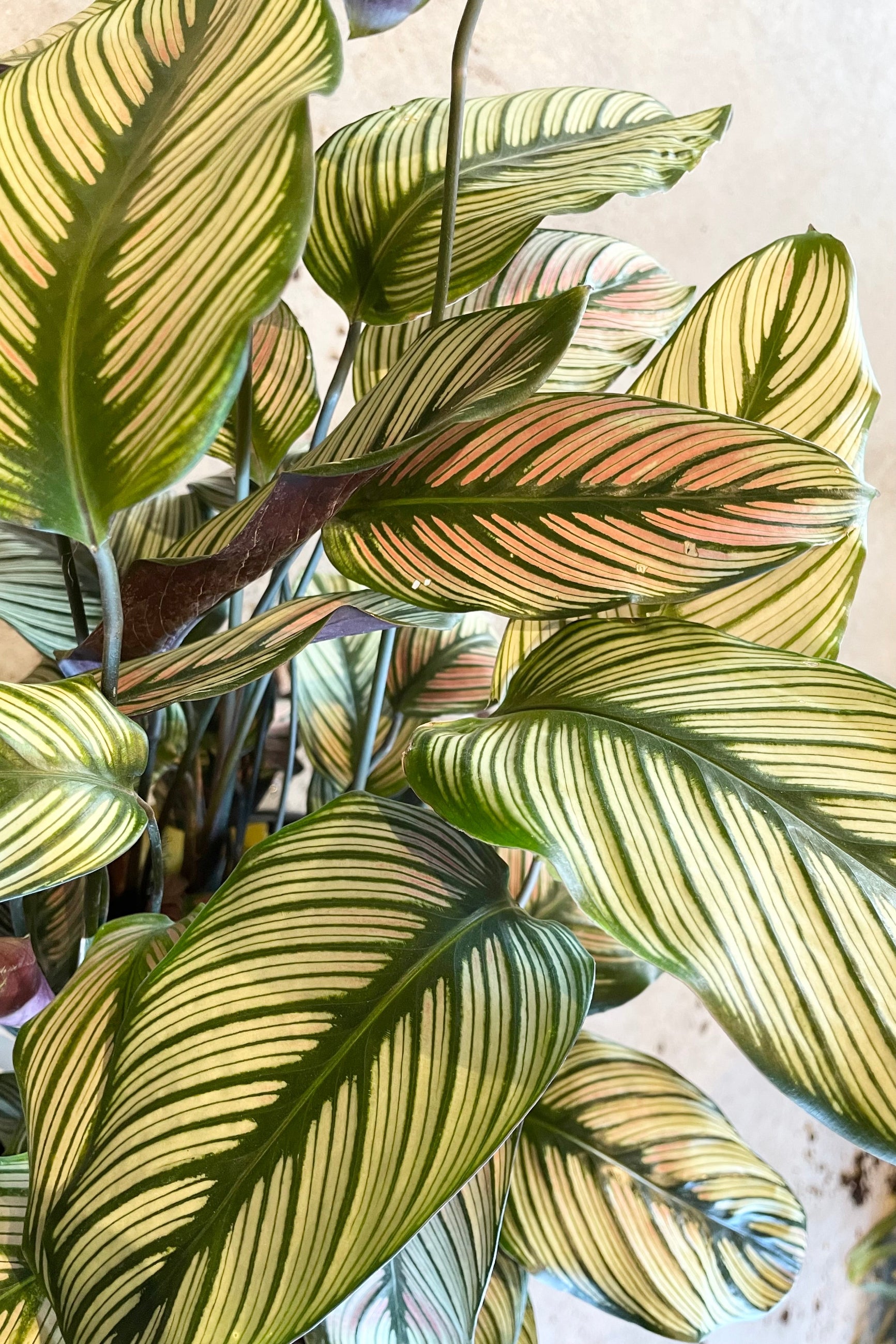 Calathea 'White Star' up close detail shot showing the striped leaves at Sprout Home. ©Sprout Home