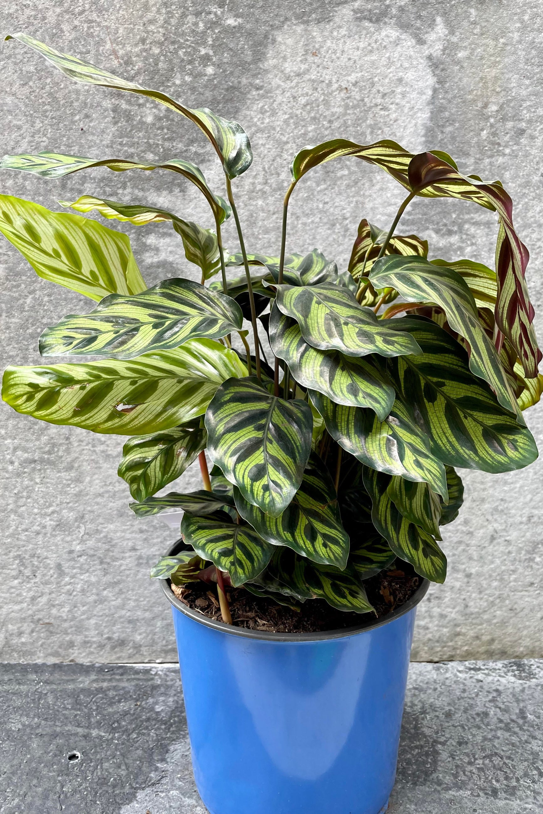 The Calathea makoyana sits pretty in its 10 inch growers pot against a grey backdrop. ©Sprout Home