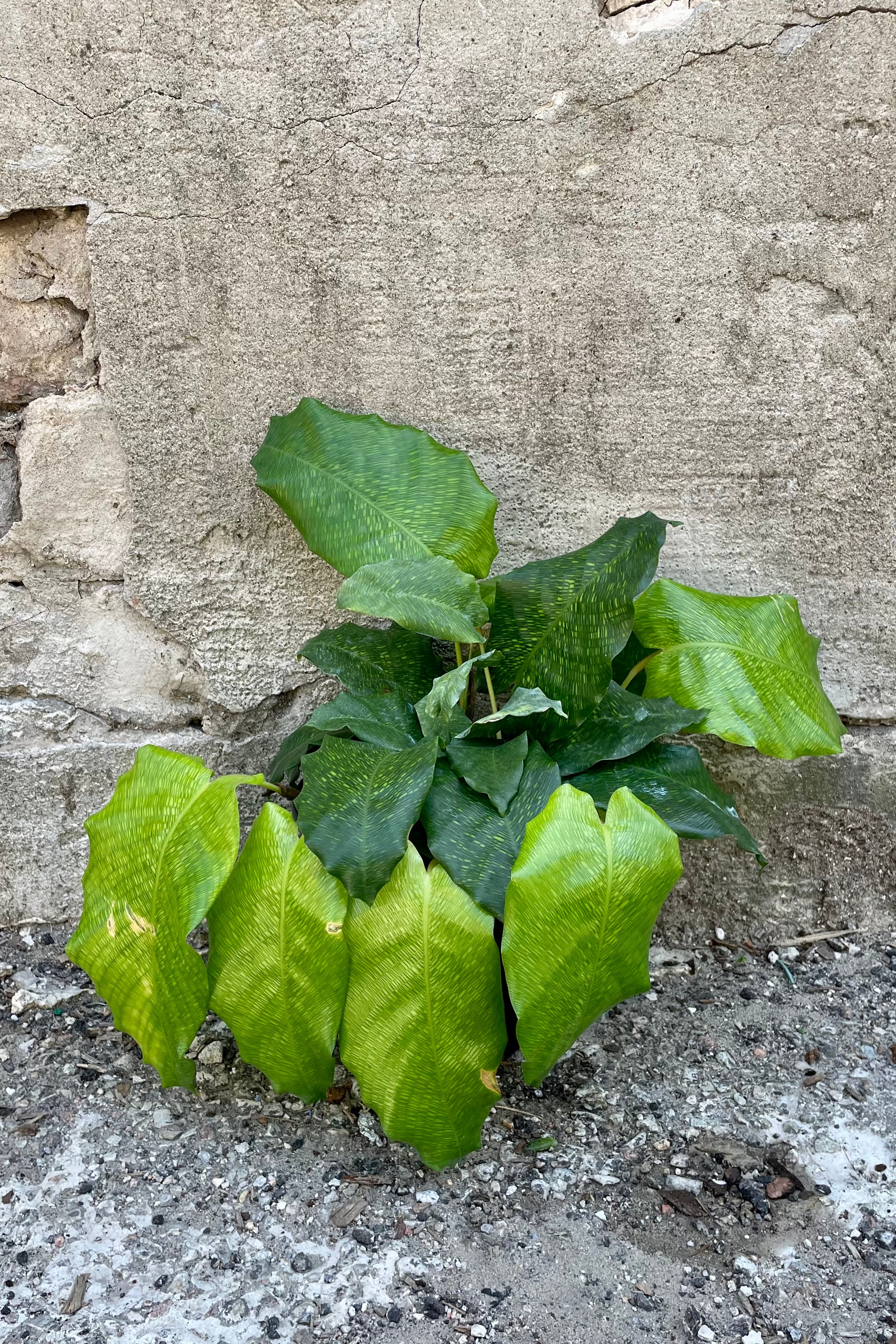detail of Calathea musaica 6" against a grey wall