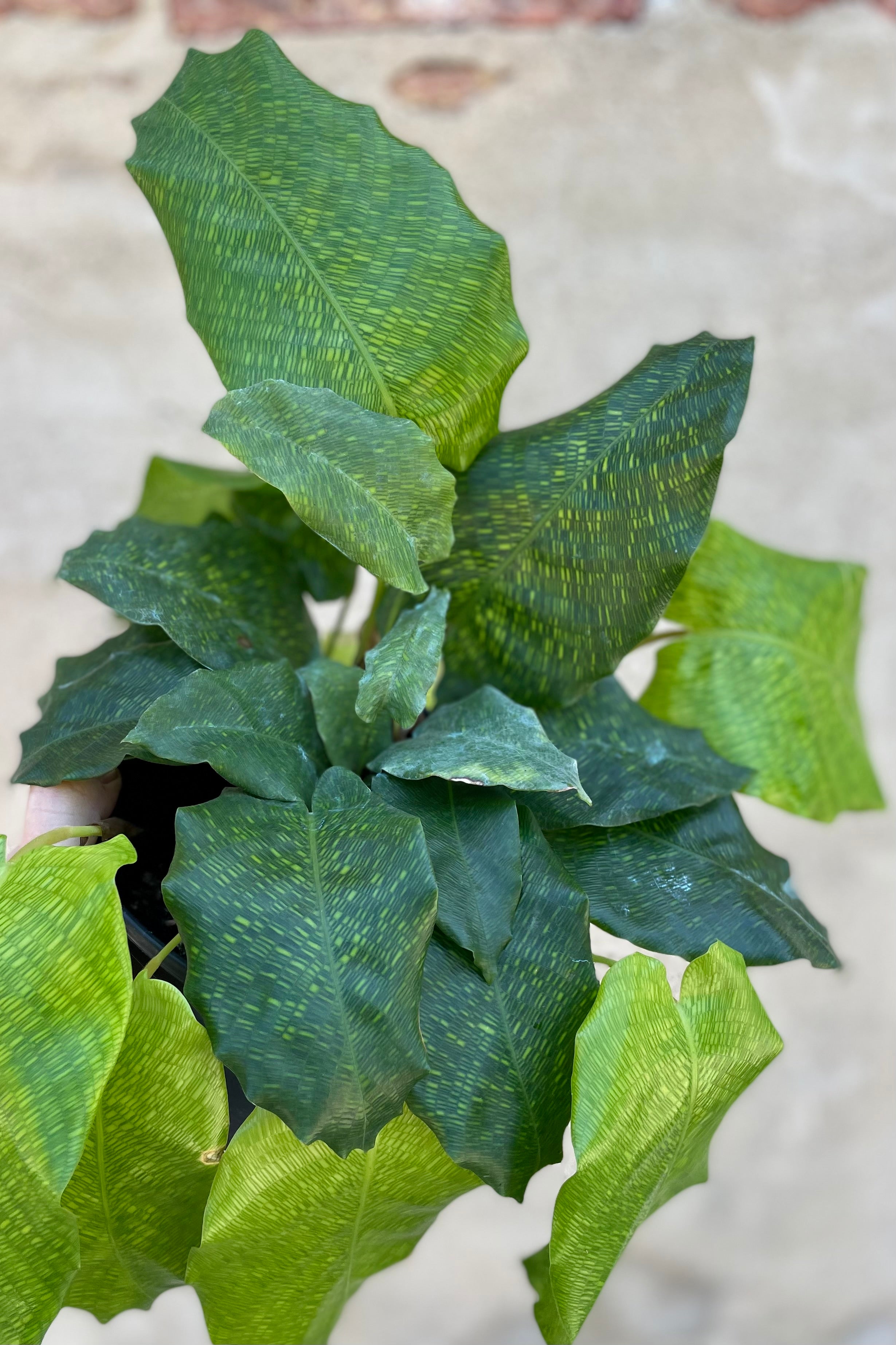 Calathea musaica 6" against a grey wall