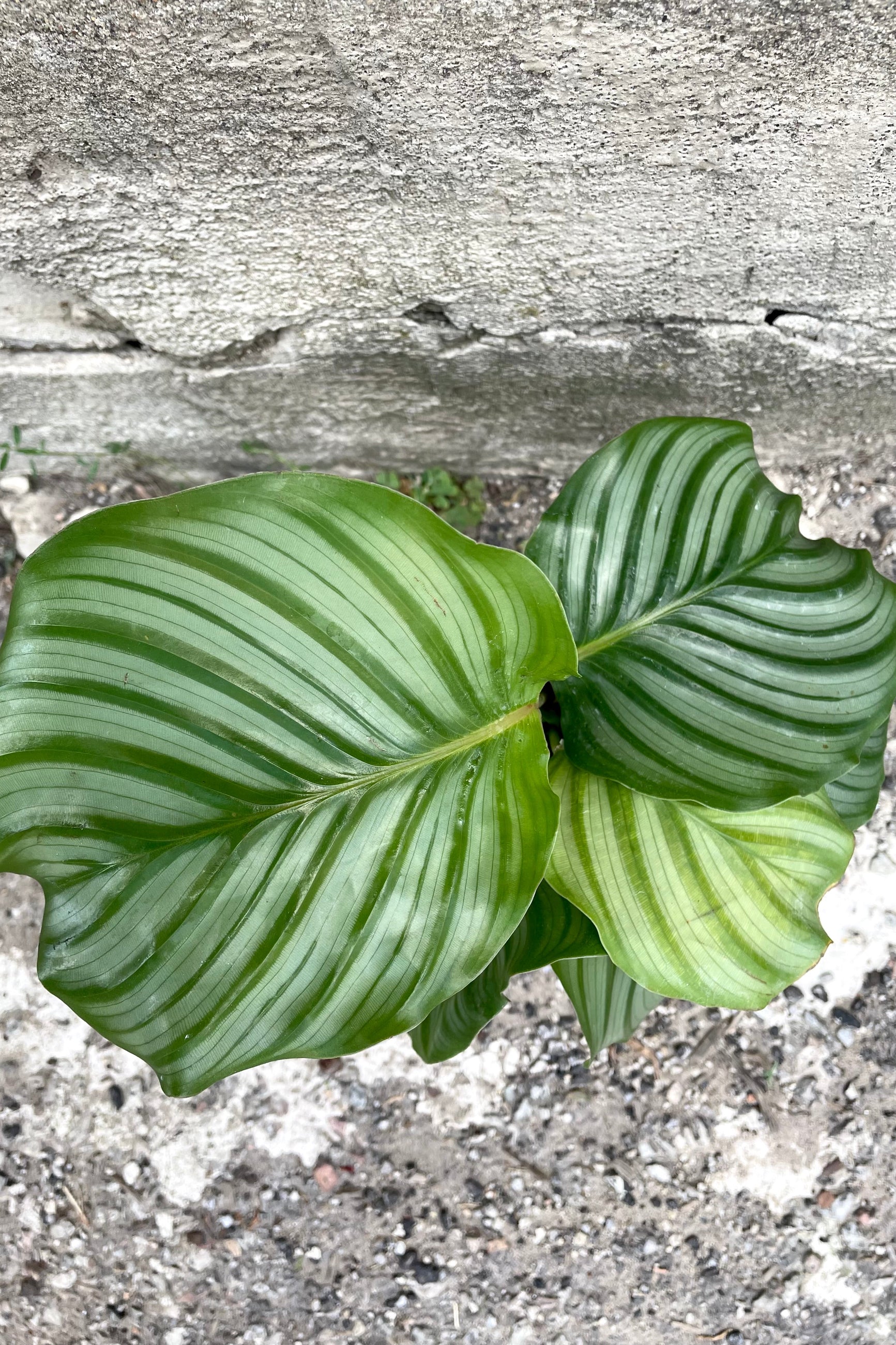 An overhead detailed view of the leaves of the 4" Calathea orbifolia against a concrete backdrop ©Sprout Home