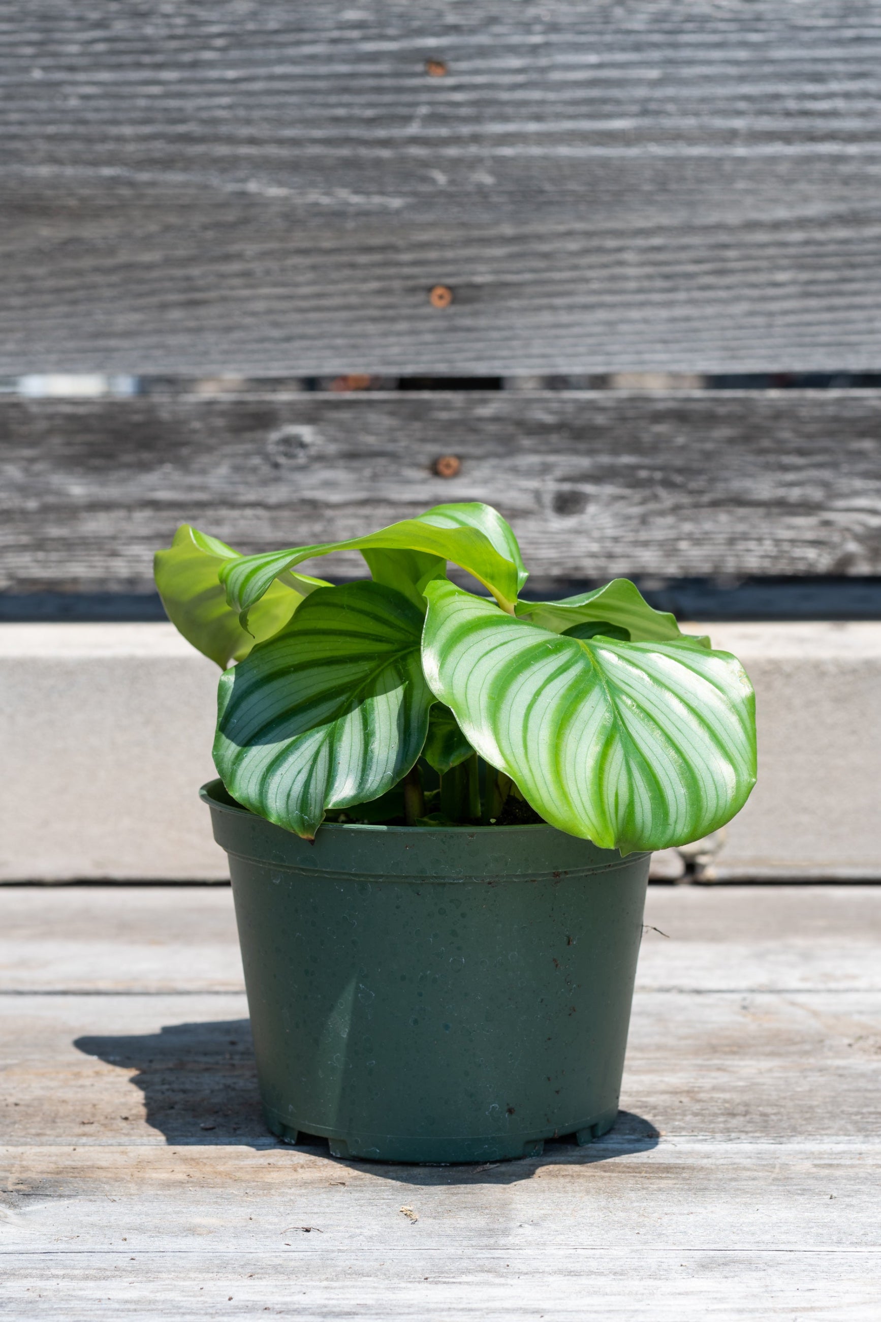 Calathea orbifolia Syn. Goeppertia orbifolia in front of grey wood background ©Sprout Home