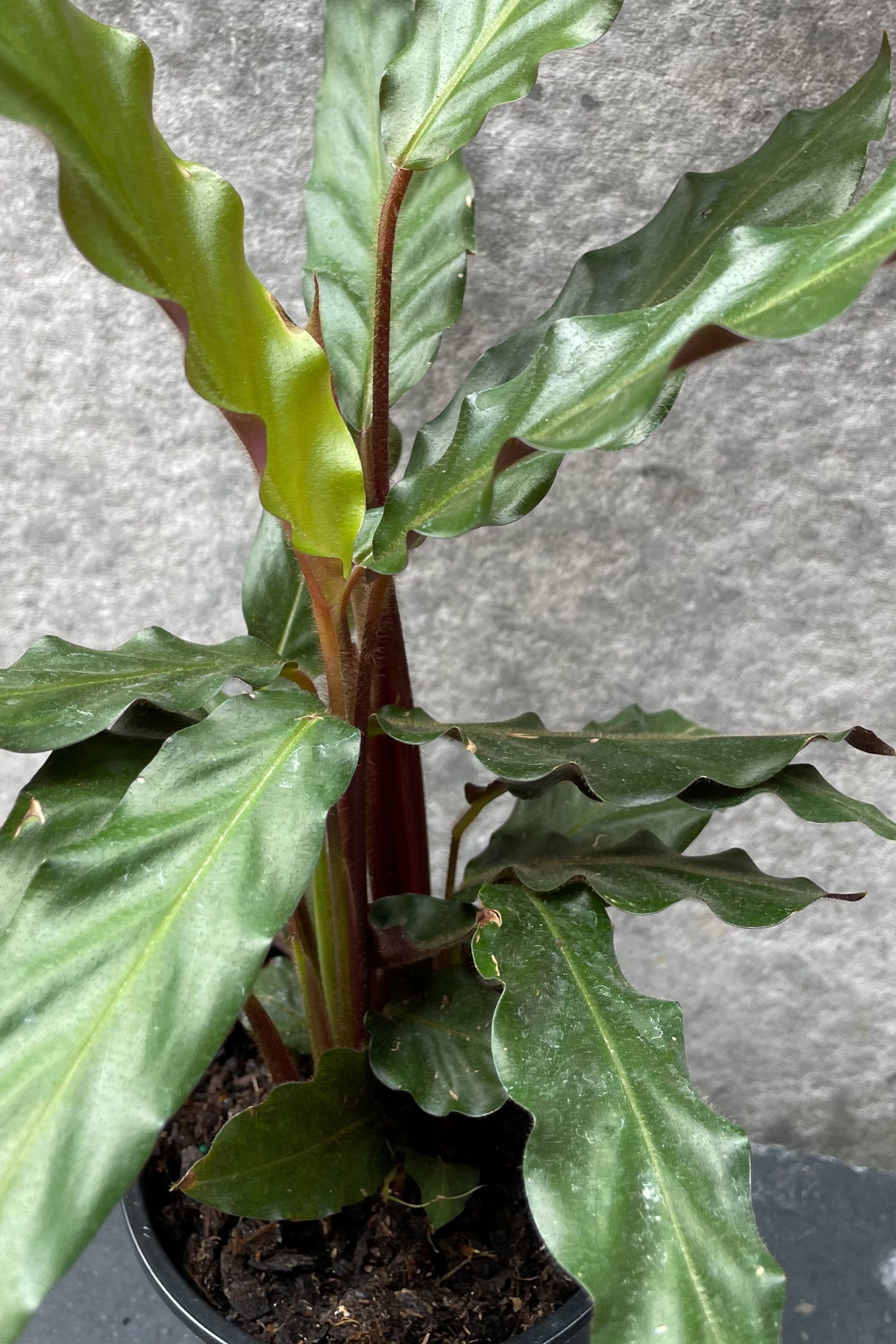 Calathea rufibarba 4