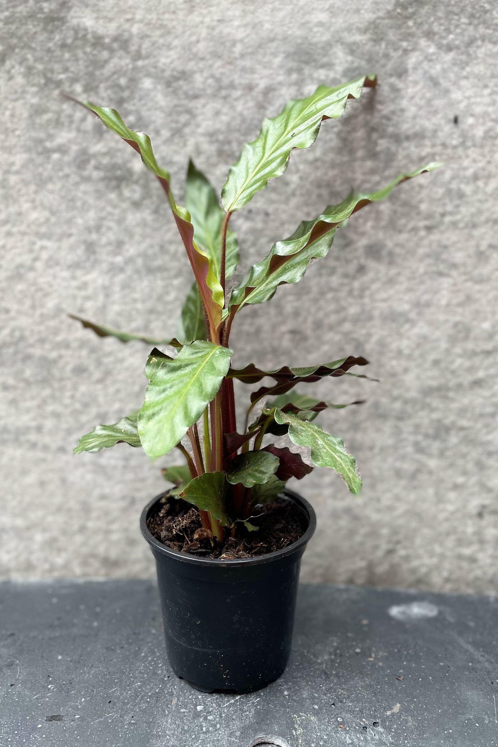 Calathea rufibarbar in a 4" growers pot viewed from the side against a gray wall.