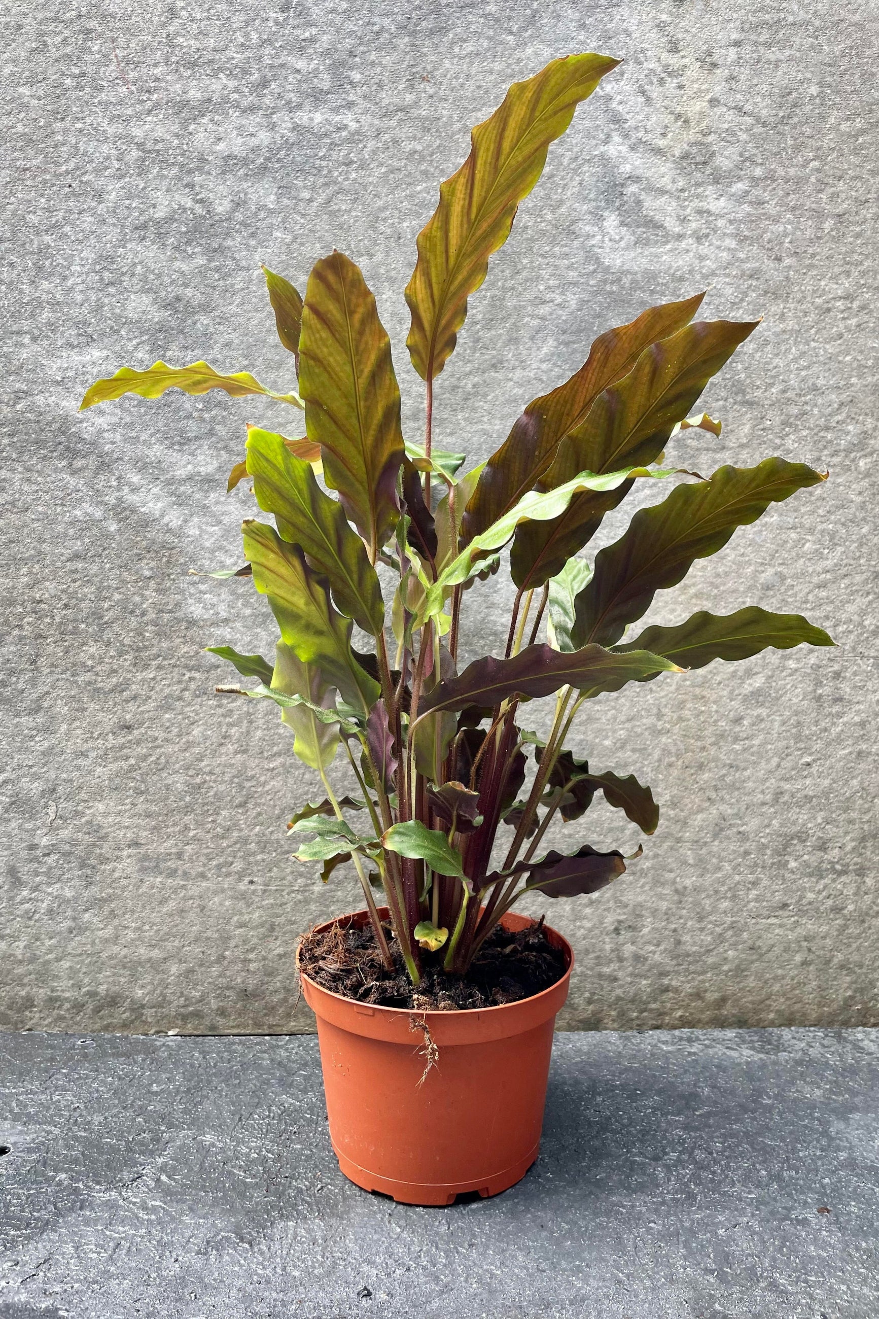 The Calathea rufibarba sits pretty in its 6 inch growers pot against a grey backdrop. ©Sprout Home