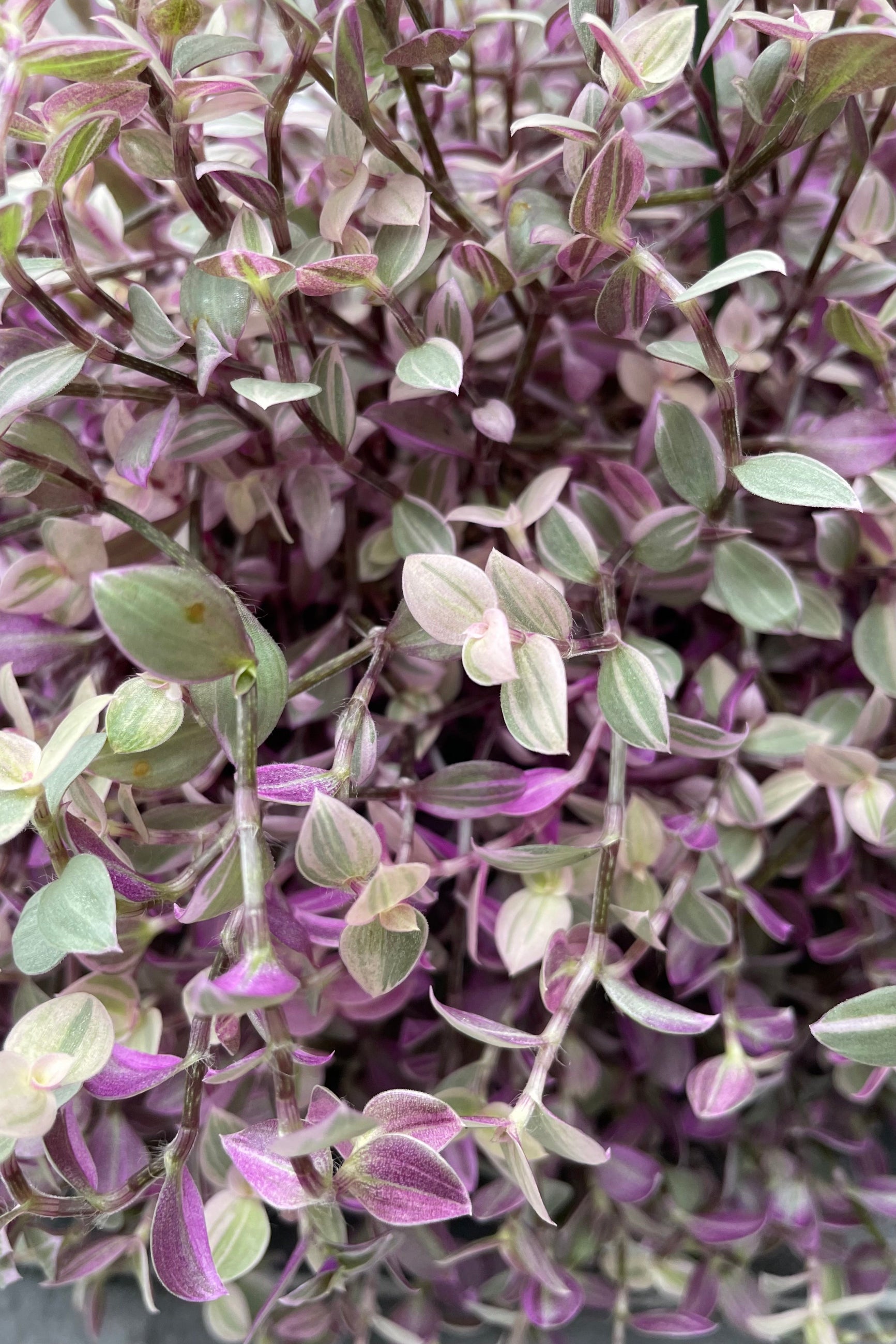 Close up of Callisia repens 'Pink Lady' green and purple leaves ©Sprout Home