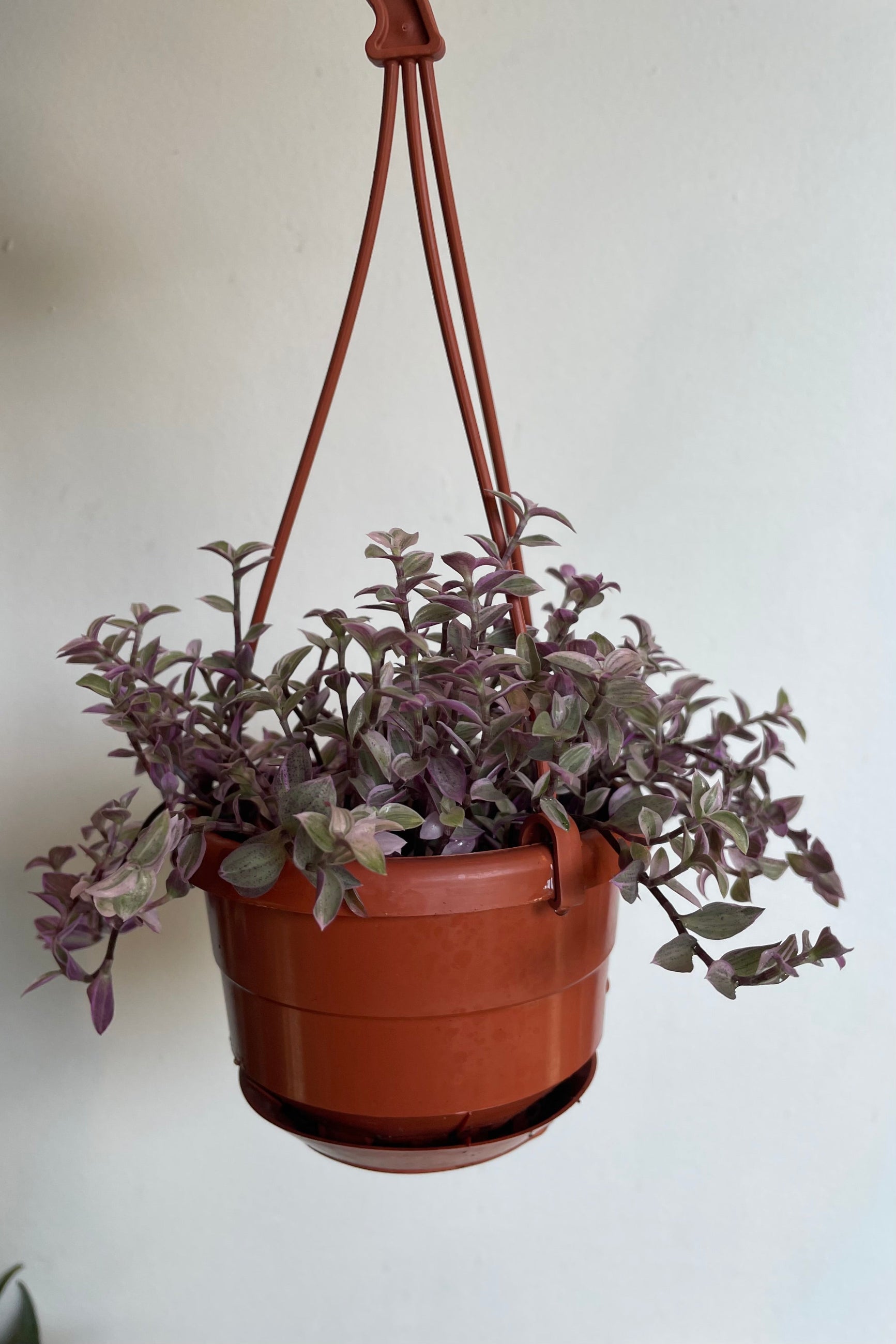 Photo of trailing stems of lavender-purple leaves of Callisia repens against white wall ©Sprout Home