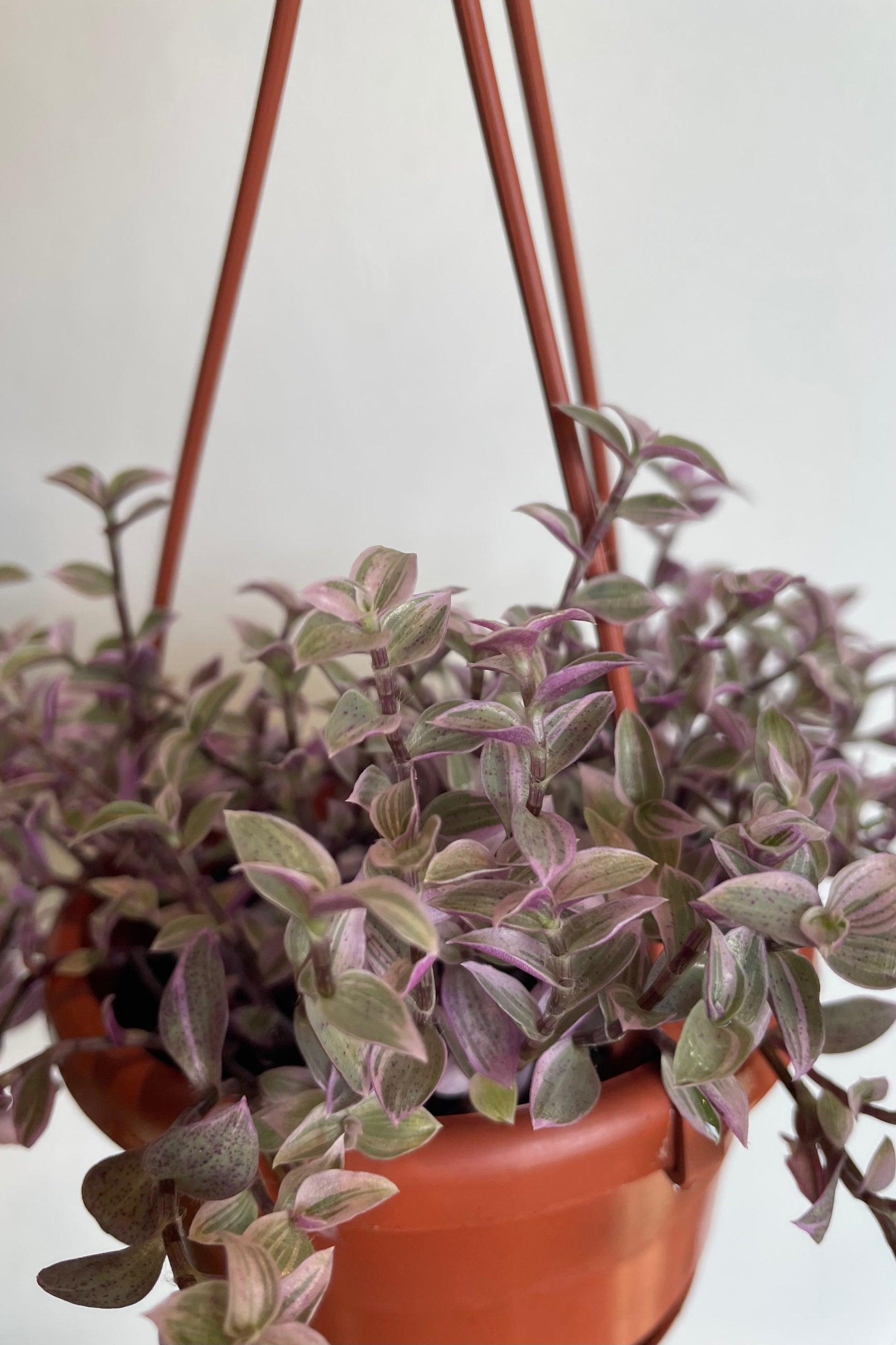 Close photo of small lavender-purple leaves of Callisia repens ©Sprout Home