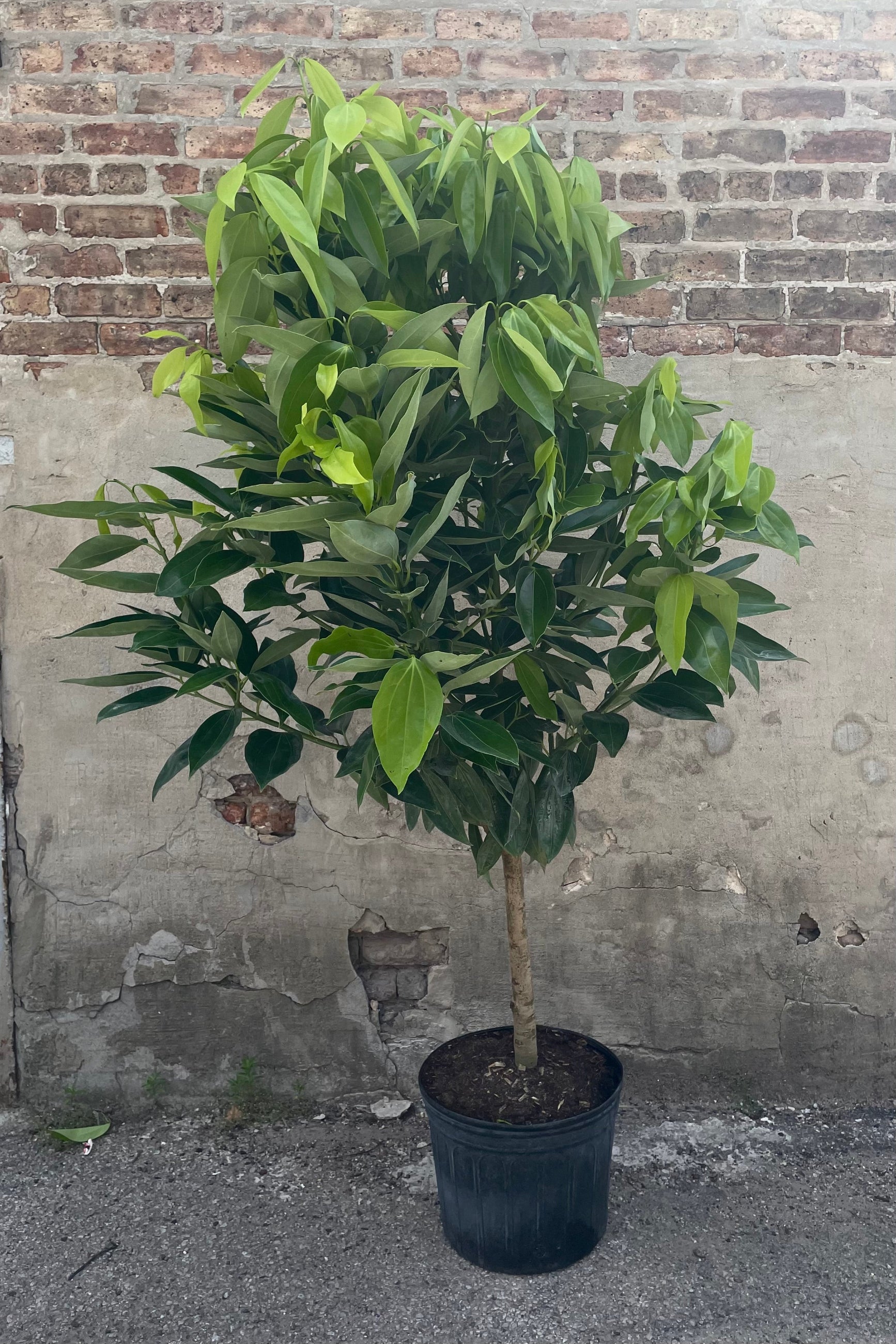 A full-body view of the 14" Cinnamomum verum in its grower pot ©Sprout Home