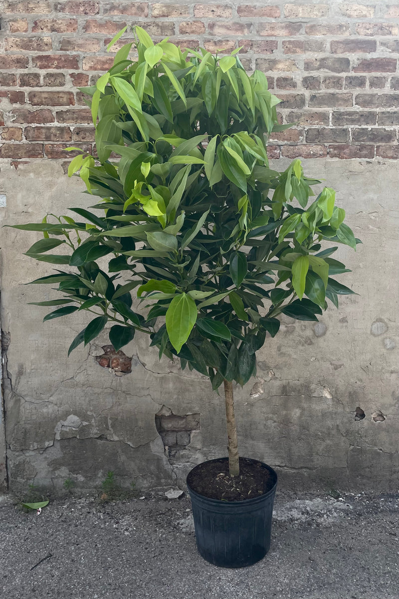 A full-body view of the 14" Cinnamomum verum in its grower pot 