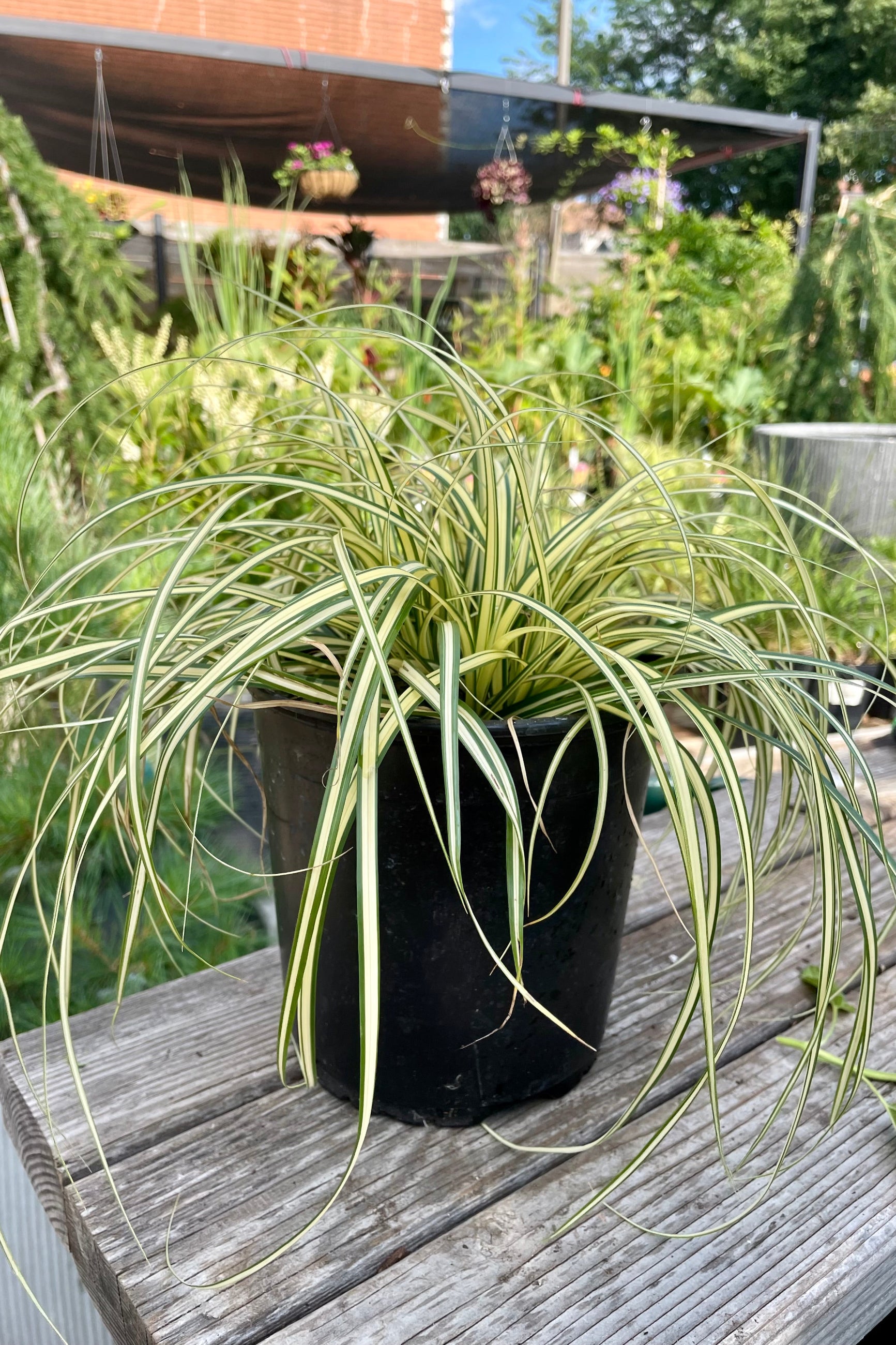 #1 size Carex 'Evergold' at the end of July with its bright yellow with green margin arching blades at Sprout Home.©Sprout Home