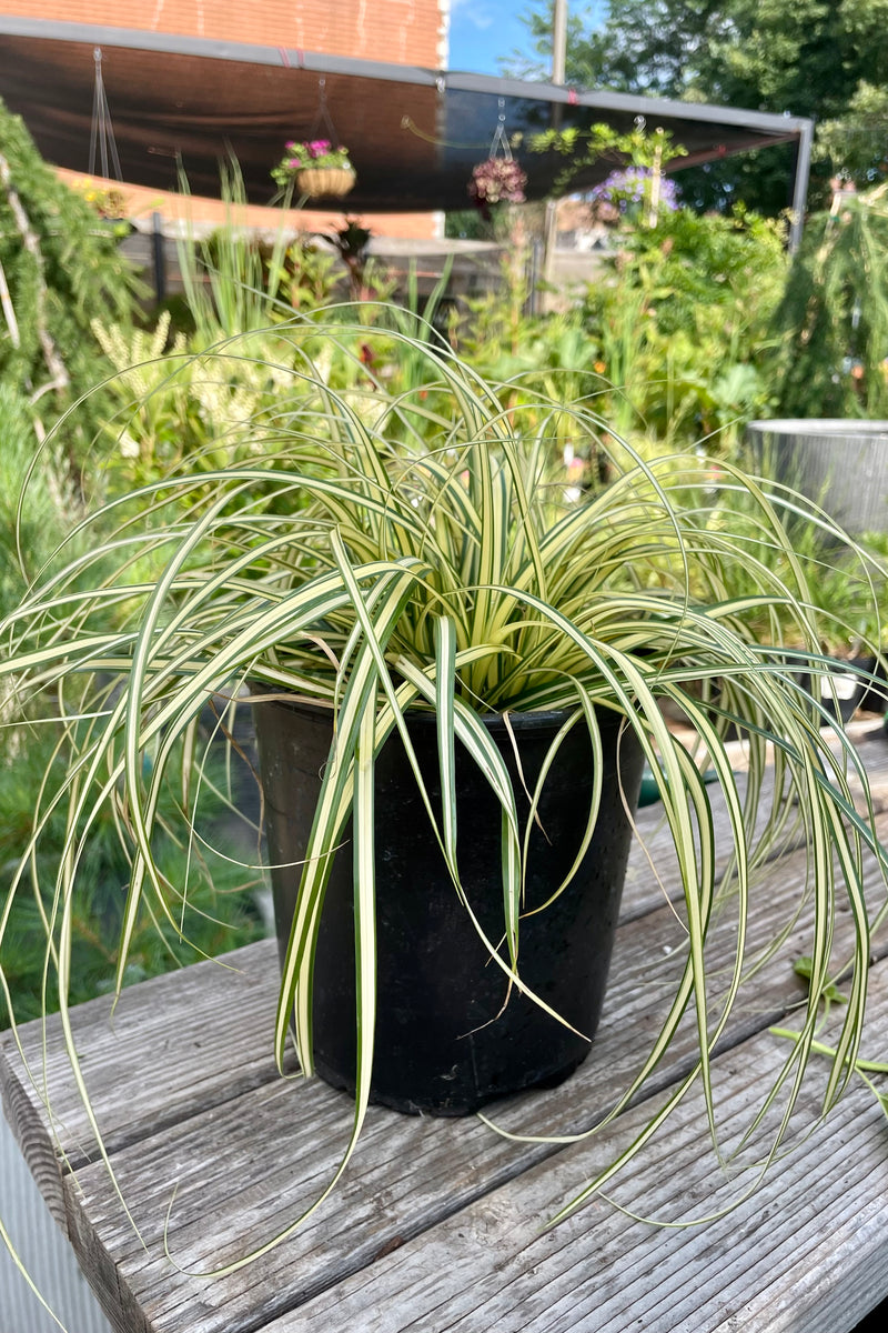 #1 size Carex 'Evergold' at the end of July with its bright yellow with green margin arching blades at Sprout Home.