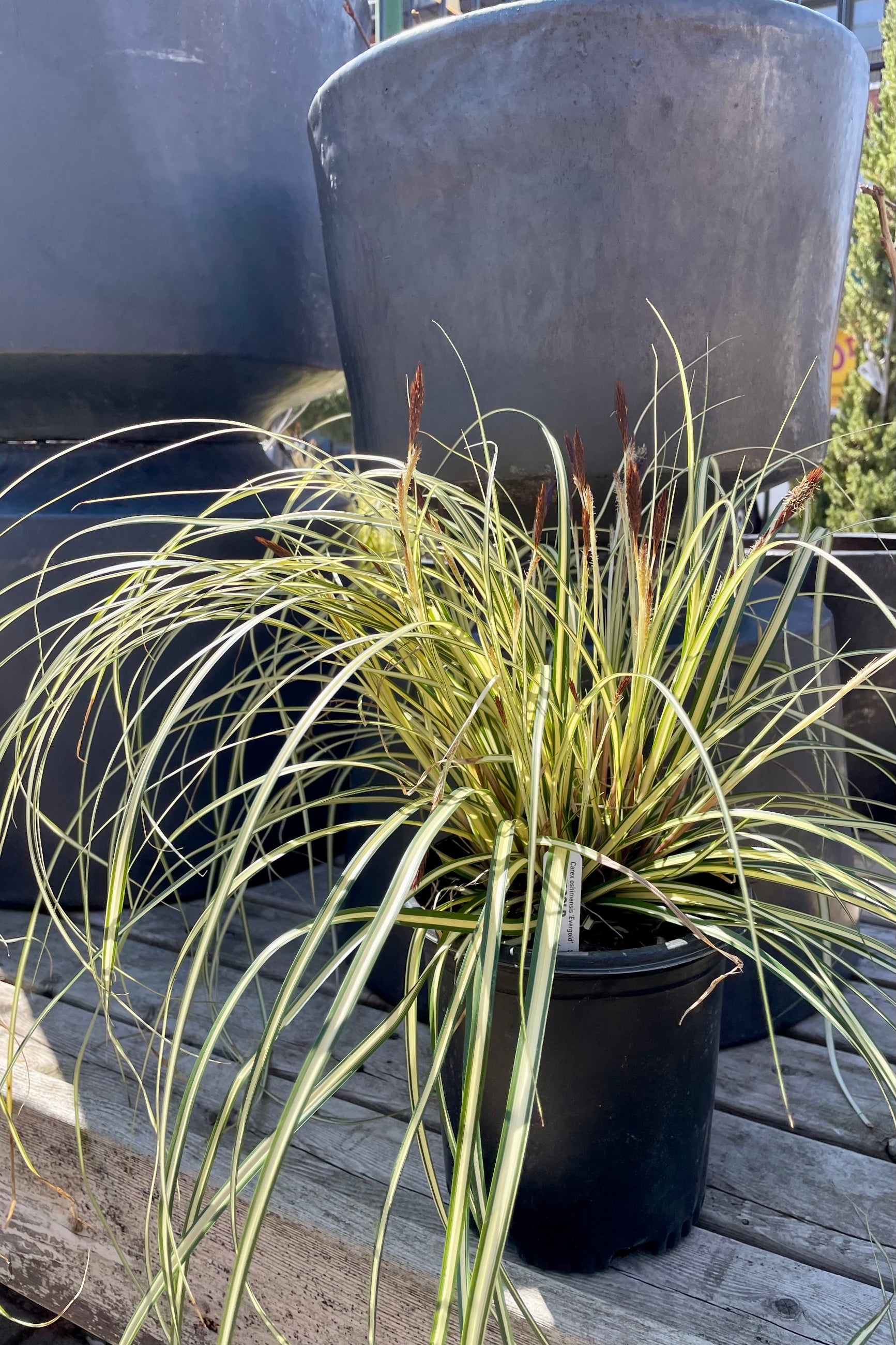 Carex 'Evergold' in a #1 pot the beginning of April sitting on a table at Sprout Home. ©Sprout Home
