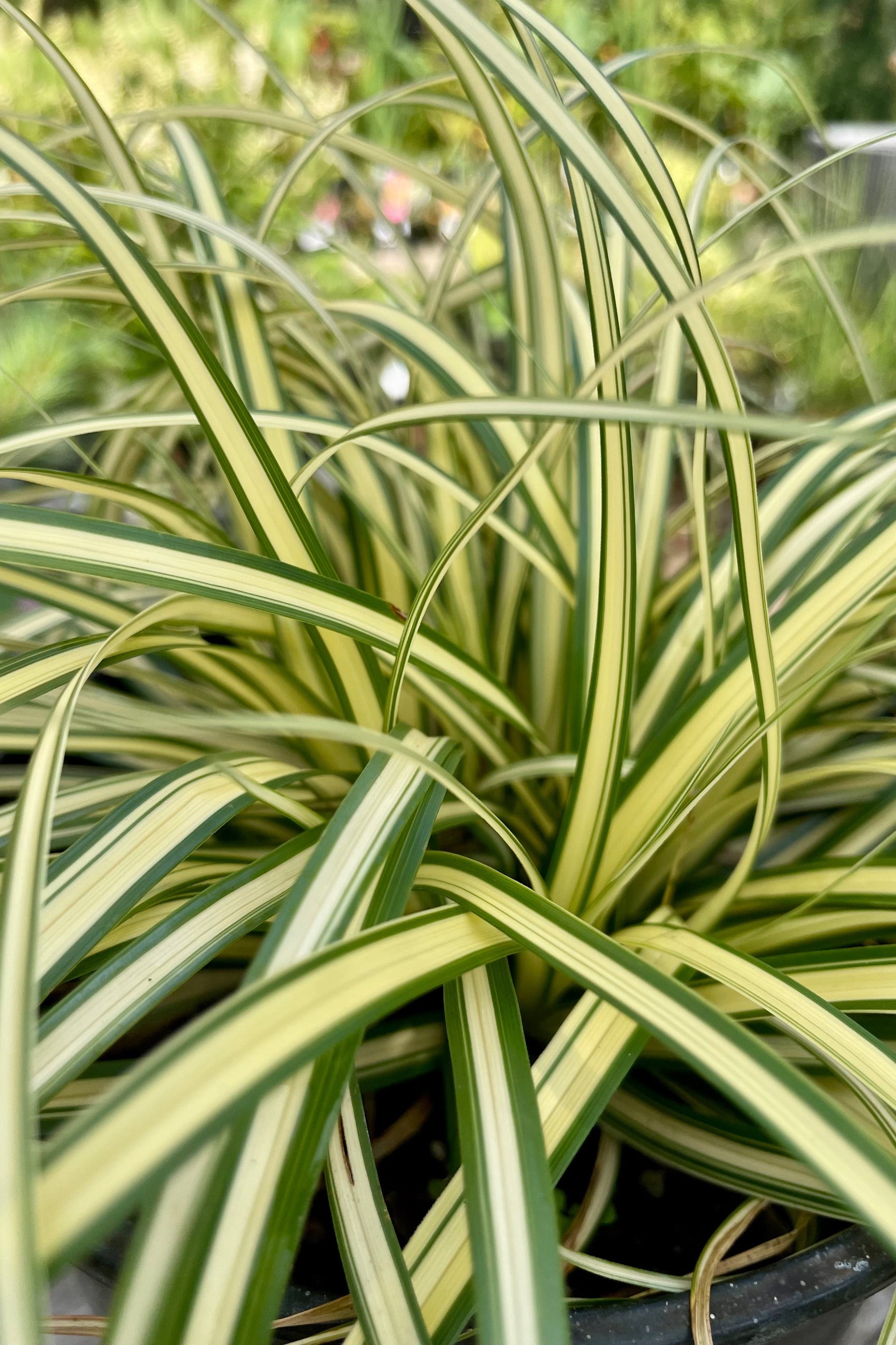 Detail of the heavily variegated leaves with yellow centers and green margins of the Carex 'Evergold' the end of July at Sprout Home.©Sprout Home