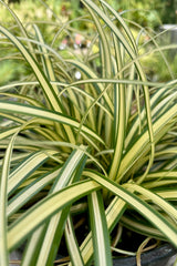 Detail of the heavily variegated leaves with yellow centers and green margins of the Carex 'Evergold' the end of July at Sprout Home.