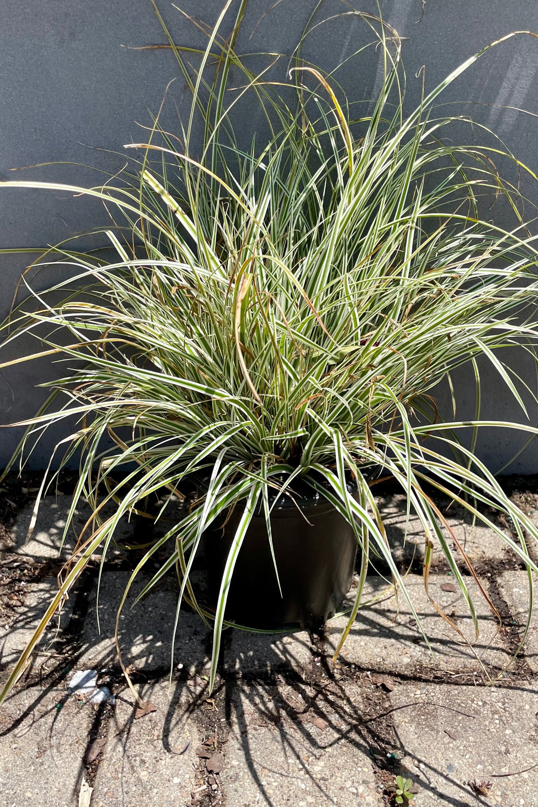 #1 pot size of Carex 'Everest' sedge grass showing the green and white striped blades against a grey background the end of June at Sprout Home.©Sprout Home