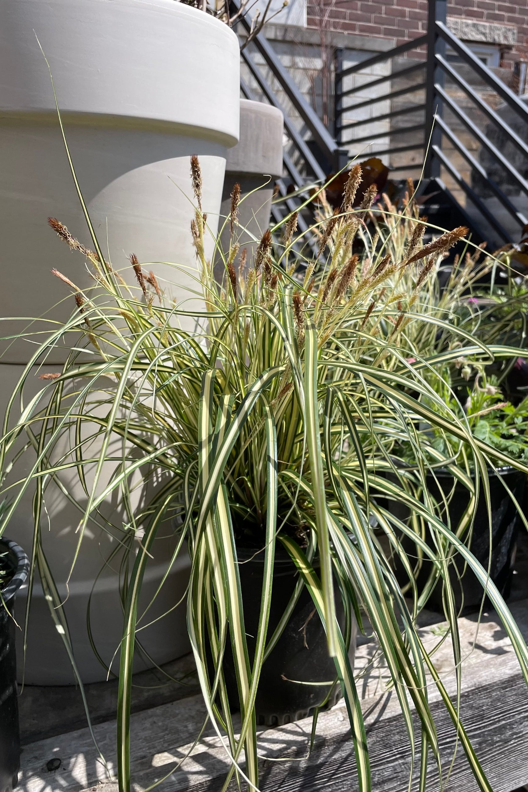 Carex 'Ice Cream' in a #1 pot the beginning of April sitting on a table in the Sprout Home yard.©Sprout Home