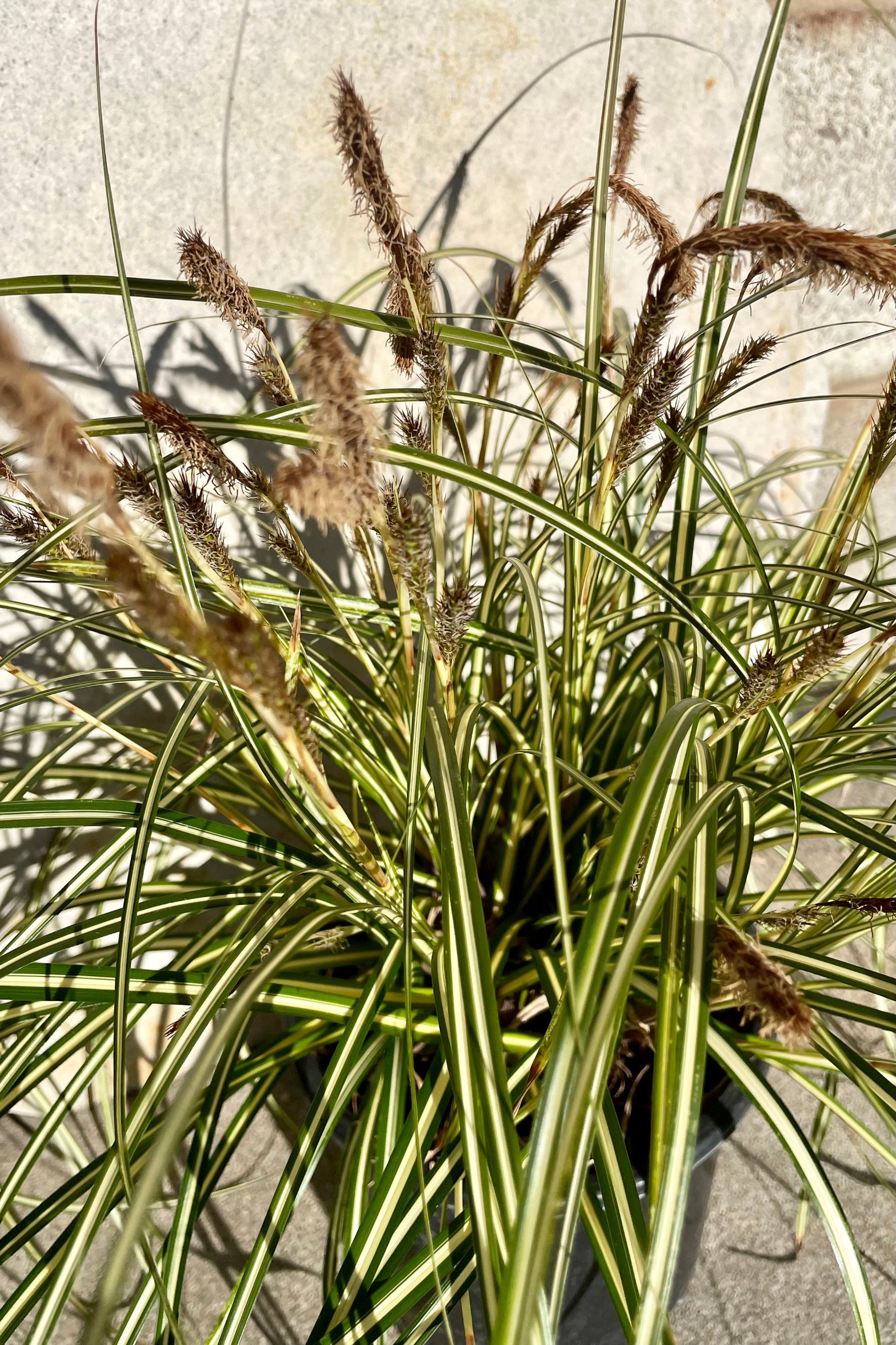 A detail picture of the dark green blades with white margins of the Carex 'Ice Cream' grass. ©Sprout Home