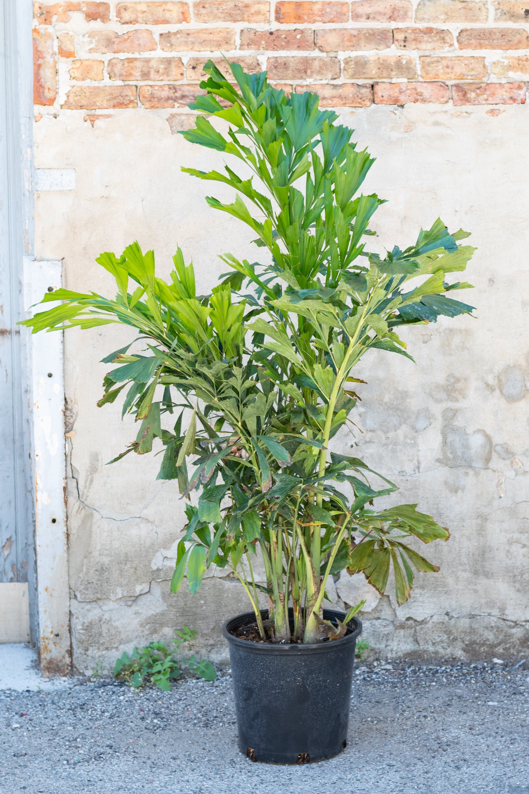 Large Caryota mitis "Fishtail Palm" in grow pot in front of concrete and brick wall ©Sprout Home