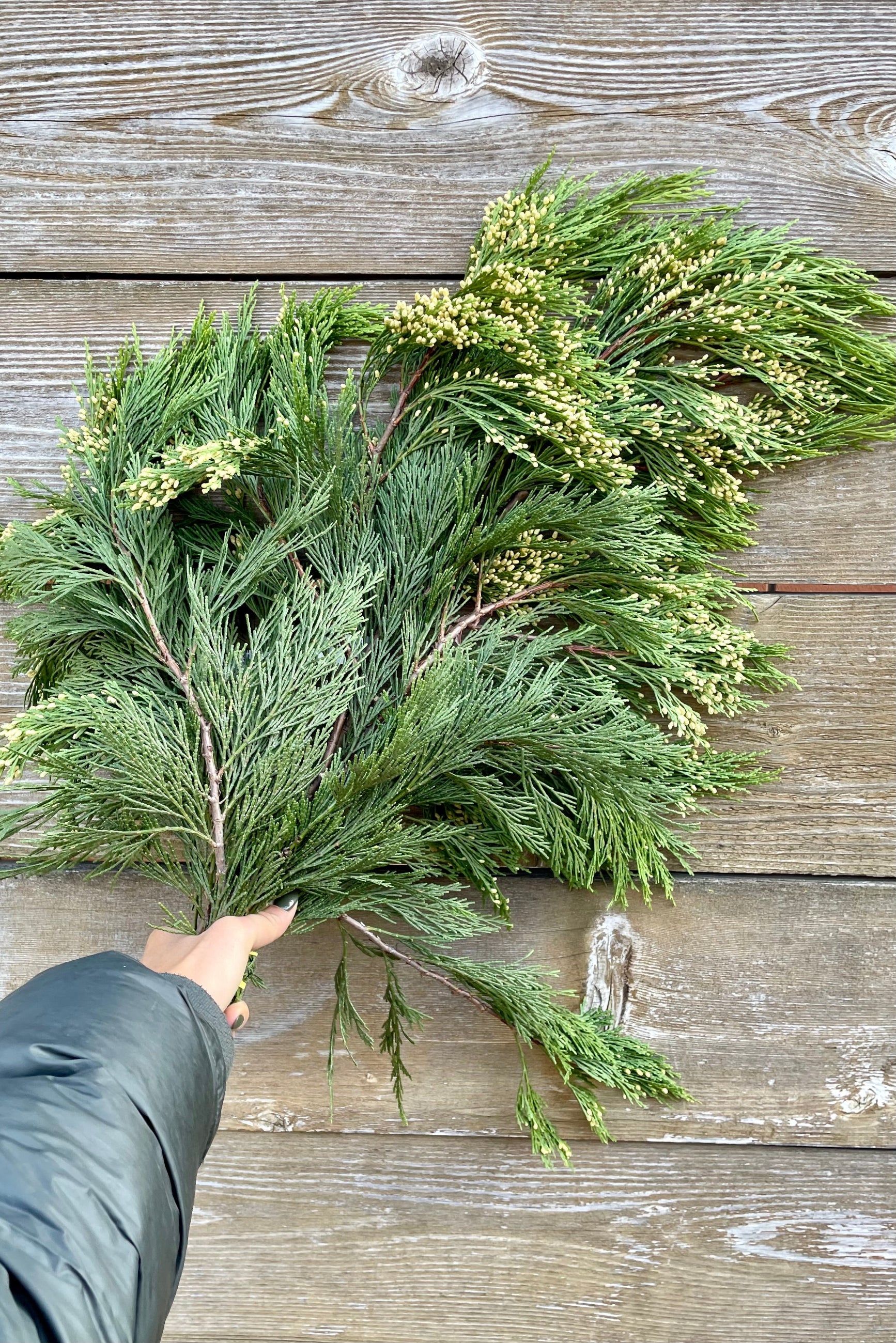 Incense cedar bunch being held against a wood fence at Sprout Home.  ©Sprout Home