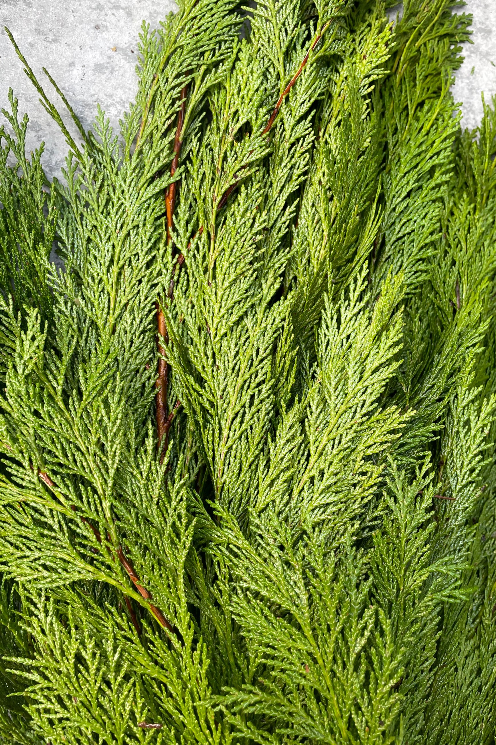 Port Orford Cedar evergreen bunch detail picture with its Lacey foliage. ©Sprout Home