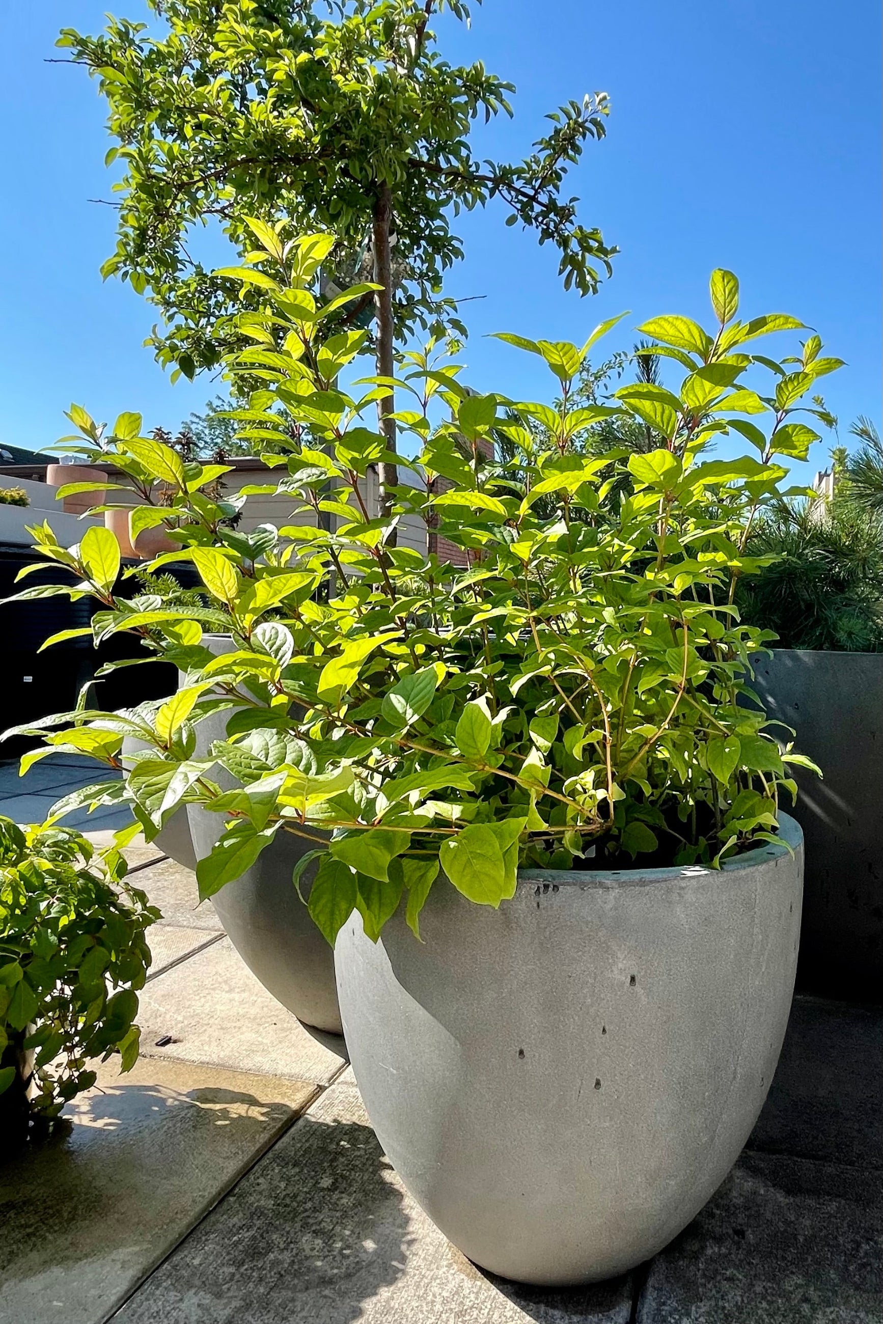 #2 Cephalanthus 'Fiber Optics' shrub sitting in a decorative gray container and blue sky in the background the end of June at Sprout Home. ©Sprout Home