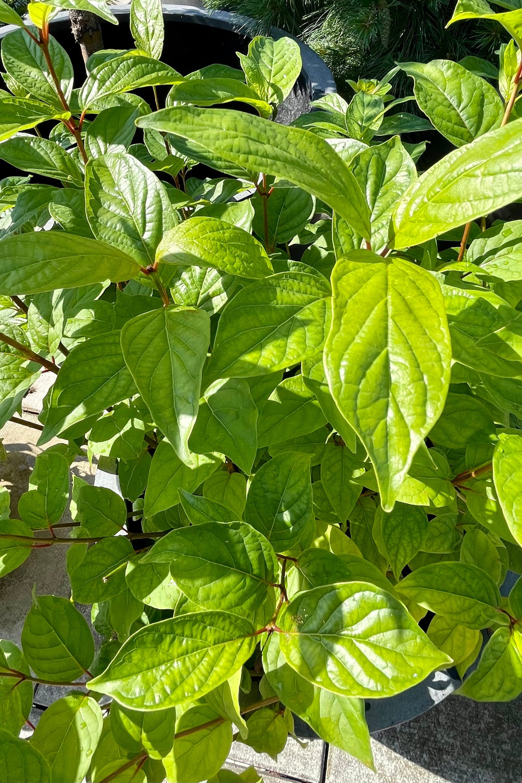 The Cephalanthus 'Fiber Optics' leaves up close showing the rich green ovate leaves the end of June at Sprout Home. ©Sprout Home