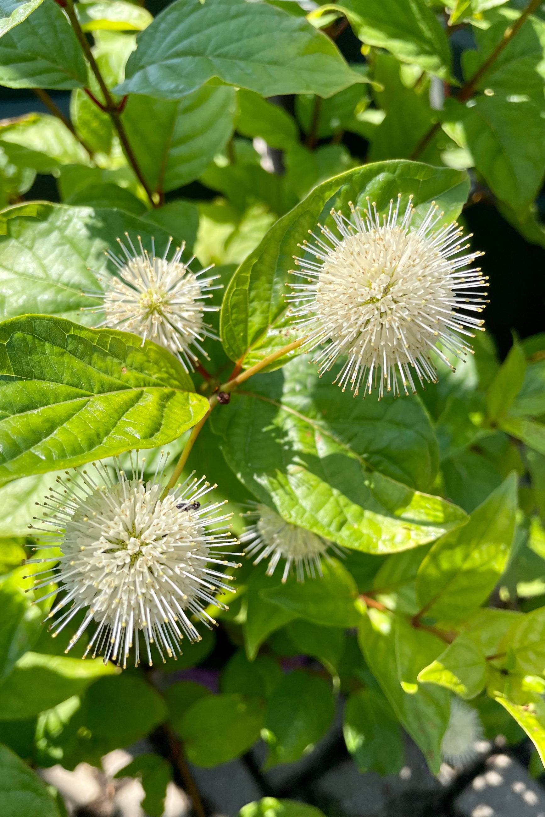 The cute button white flowers of the Cephalanthus 'Fiber Optic' shrub blooming the end of June at Sprout Home. ©Sprout Home