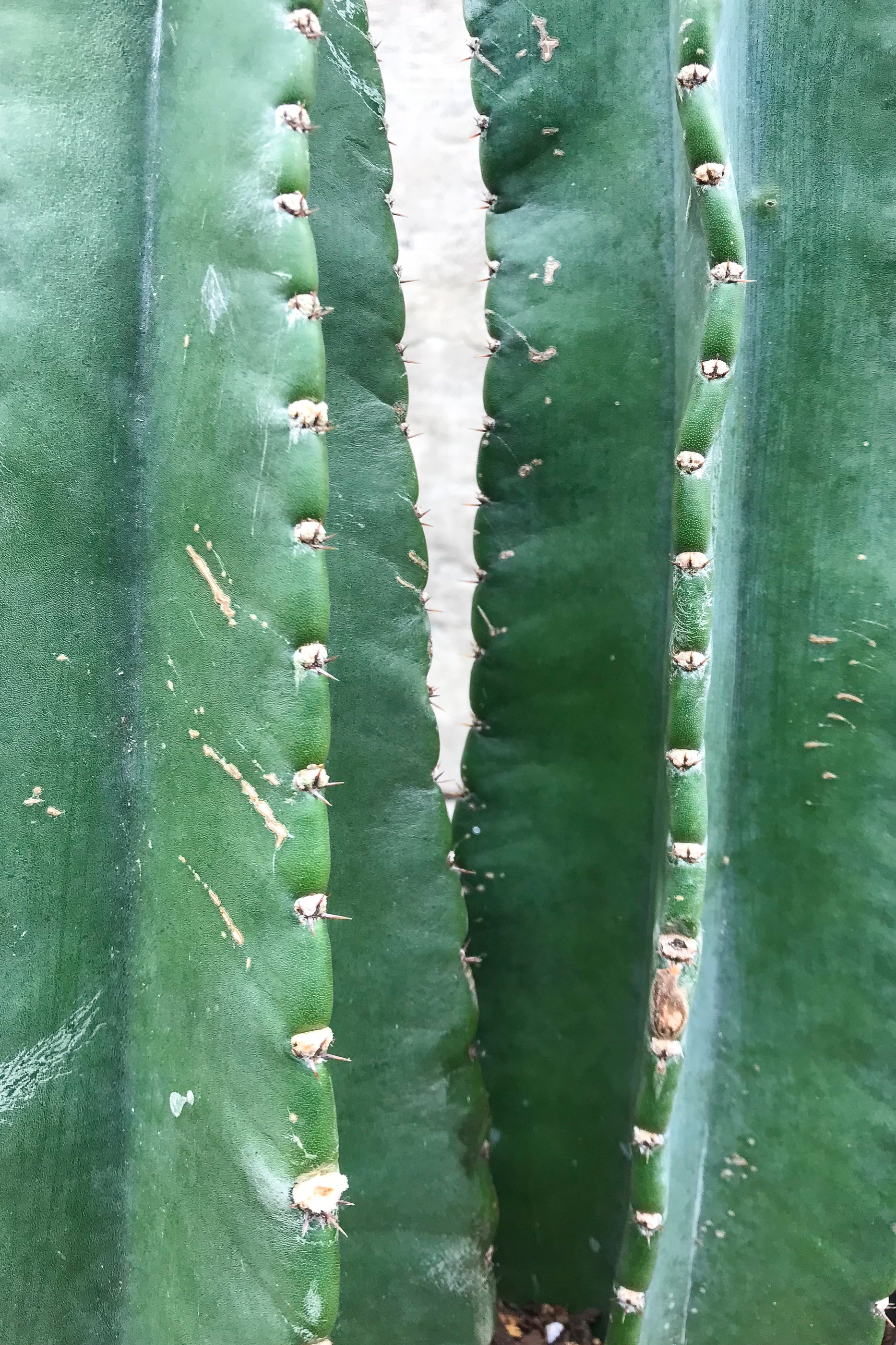 Close up of Cereus peruvianus, double column