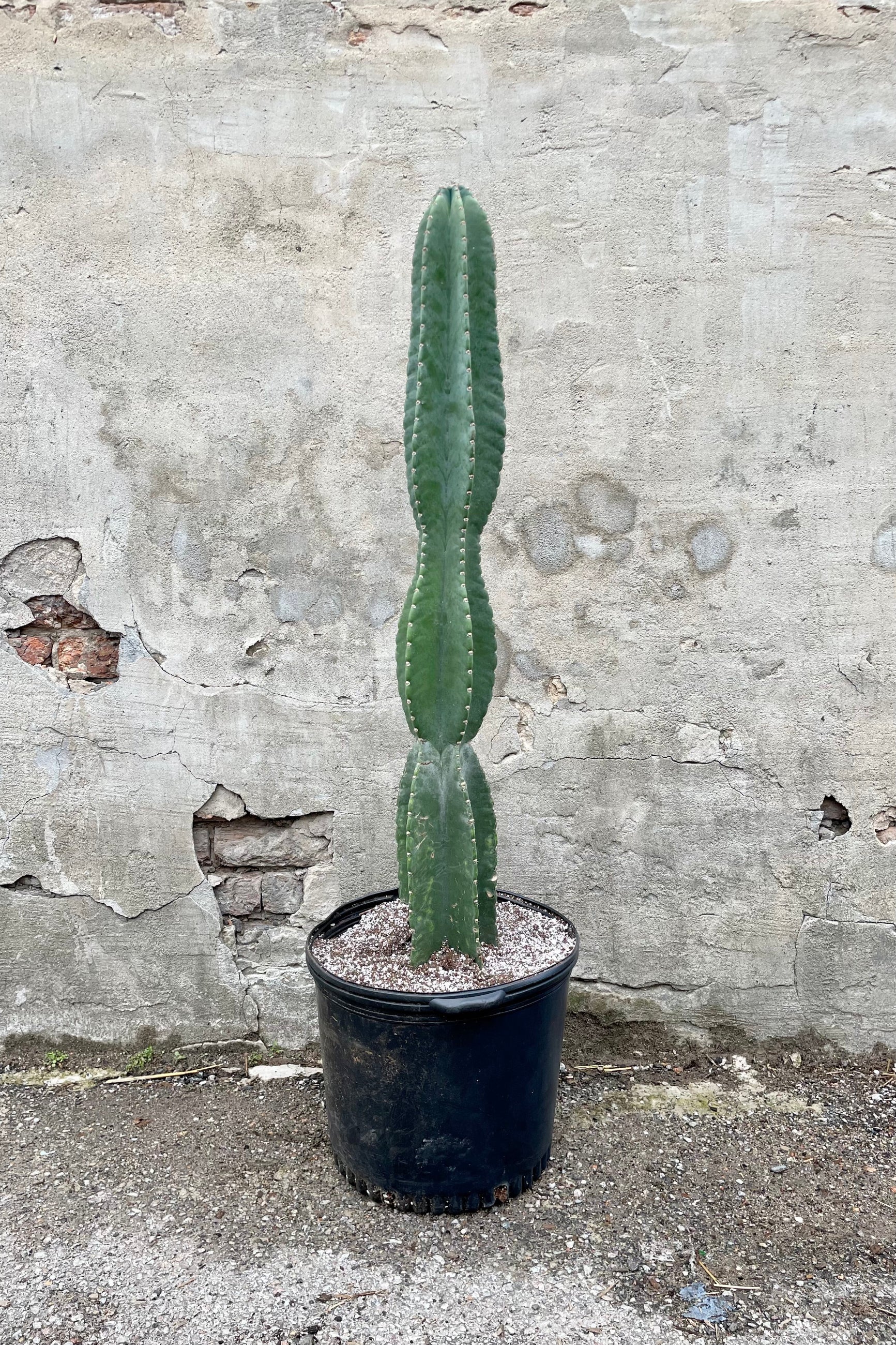 Cereus peruvianus 14" black growers pot with green cactus with spines ©Sprout Home