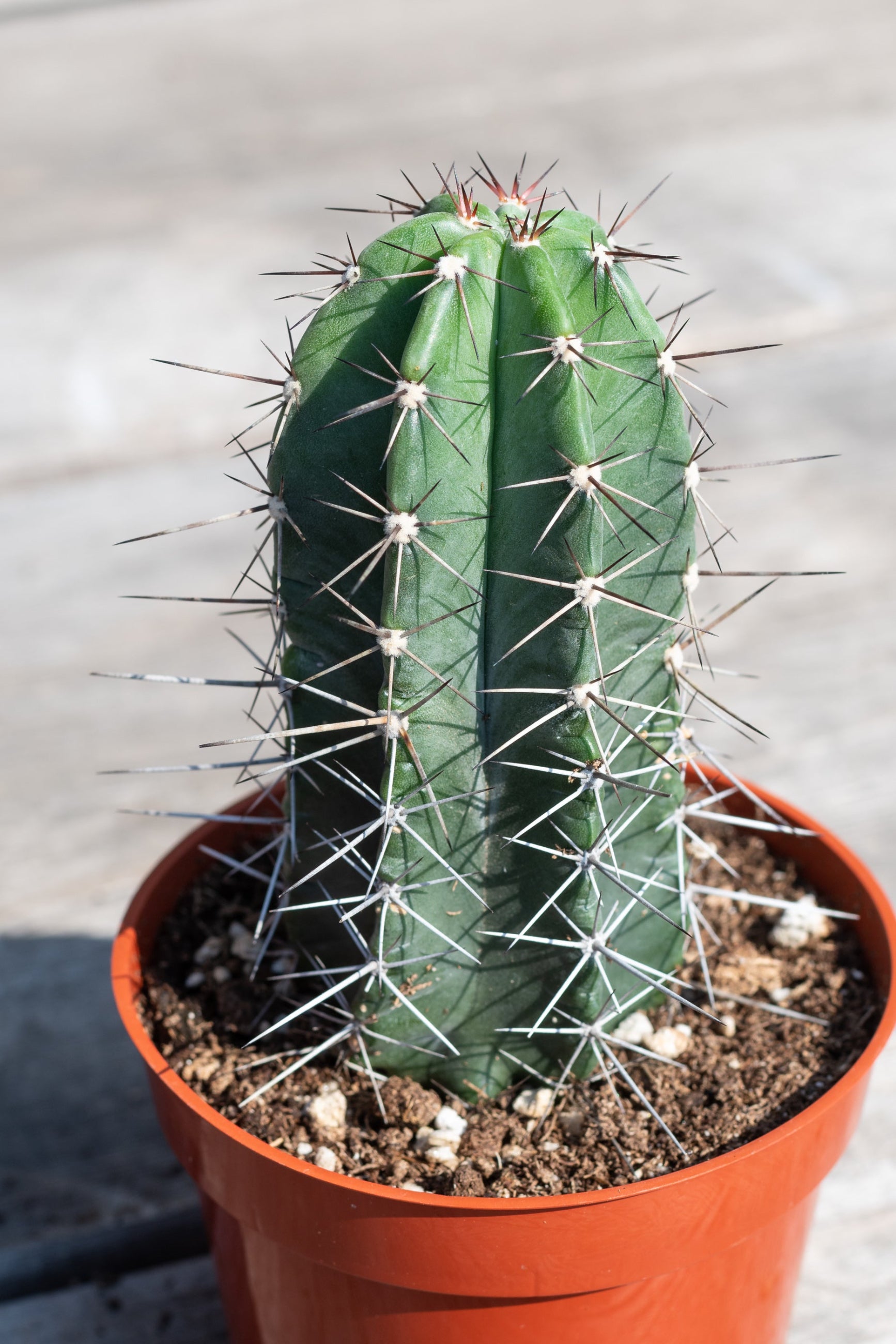 Close up of Cereus pruinosus ©Sprout Home