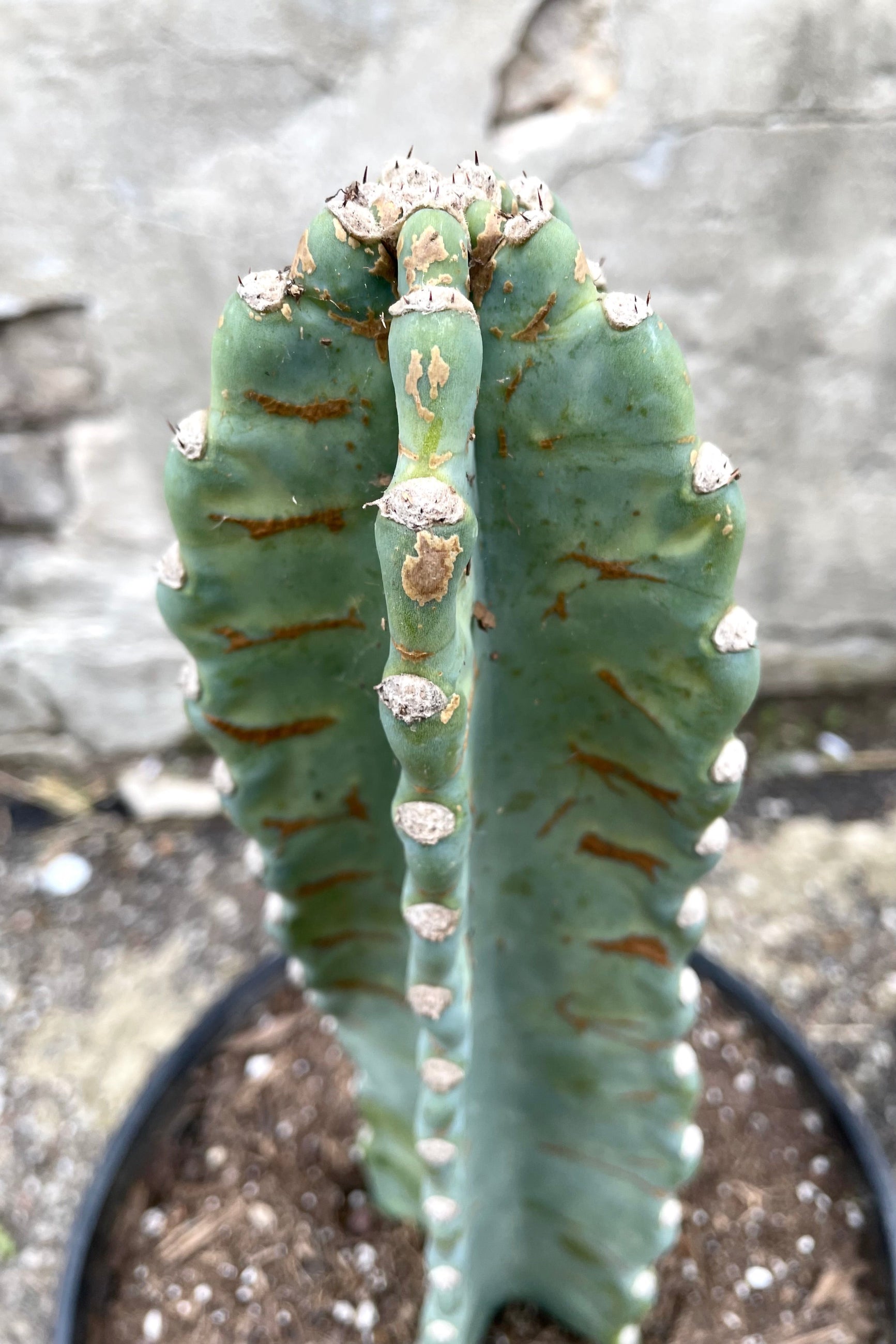 Detail picture of the blue green body of the Cereus peruvianus at Sprout Home. ©Sprout Home
