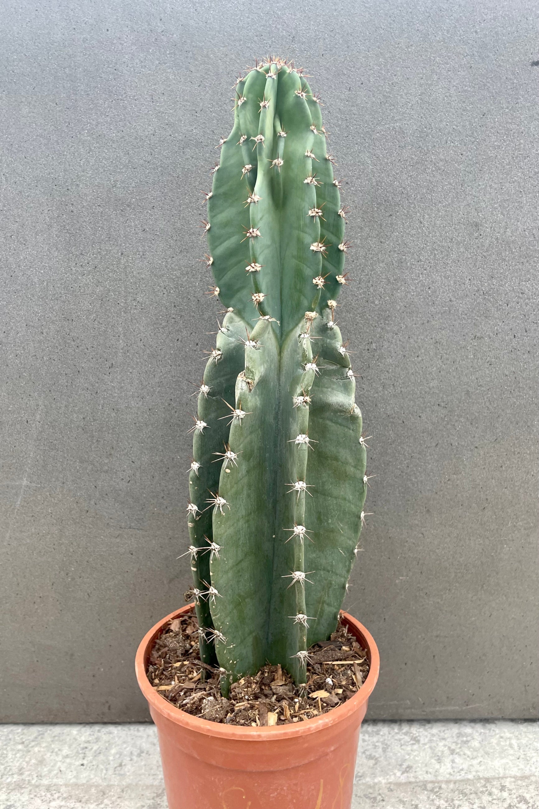Cereus peruvianus cactus in orange pot against gray wall. ©Sprout Home