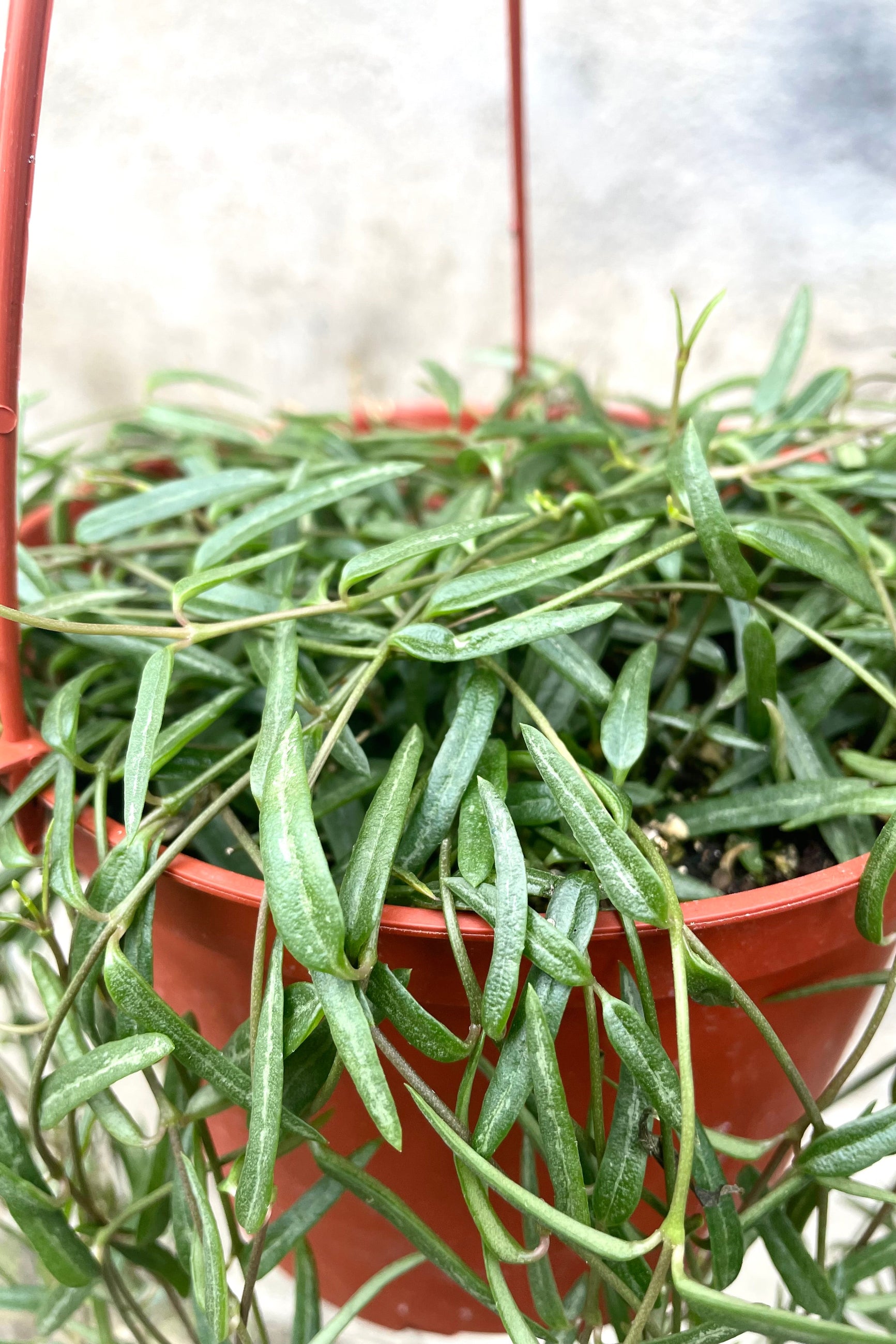 A detailed view of Ceropegia linearis "String of Needles" 6" in hanging grow pot against concrete backdrop ©Sprout Home