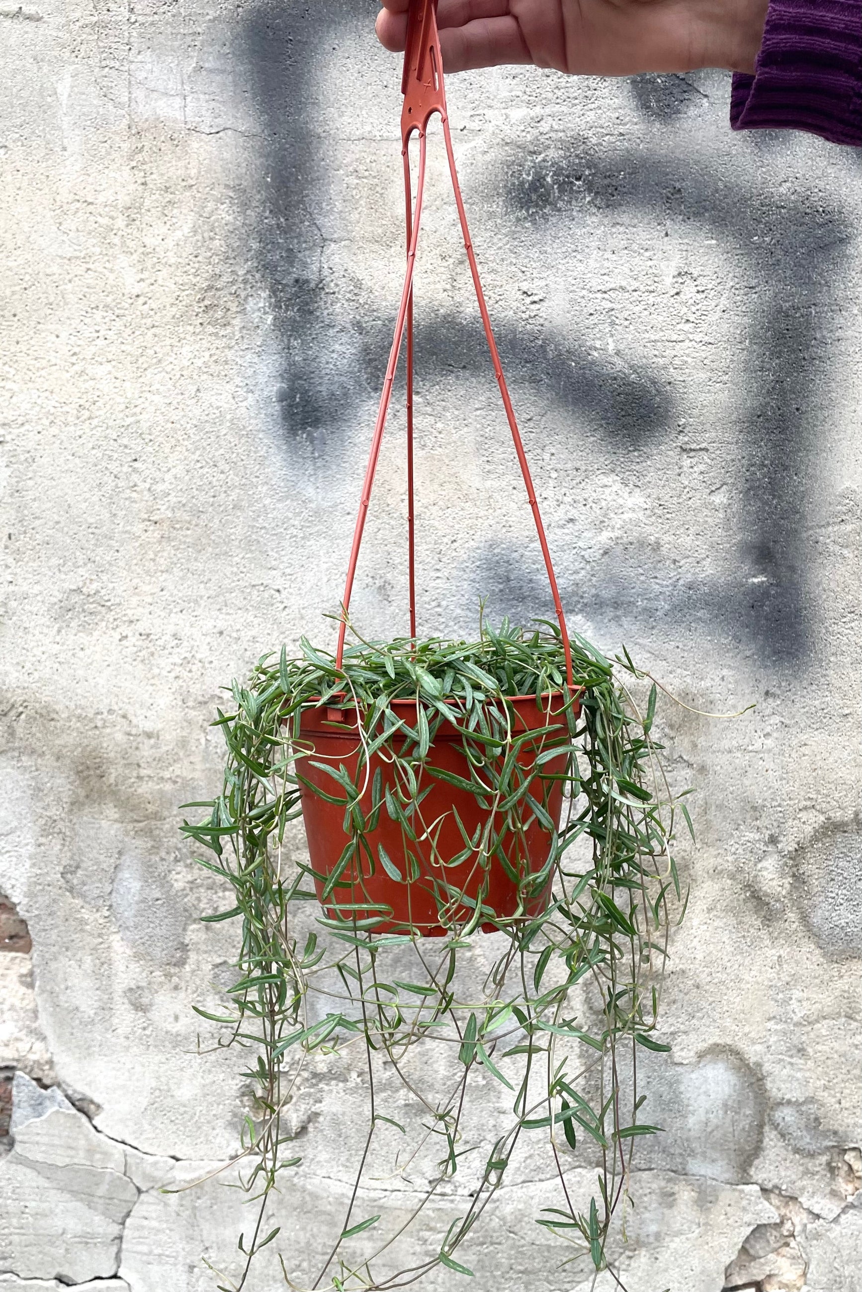 A hand holds hanging grow pot with Ceropegia linearis "String of Needles" 6" against concrete backdrop ©Sprout Home