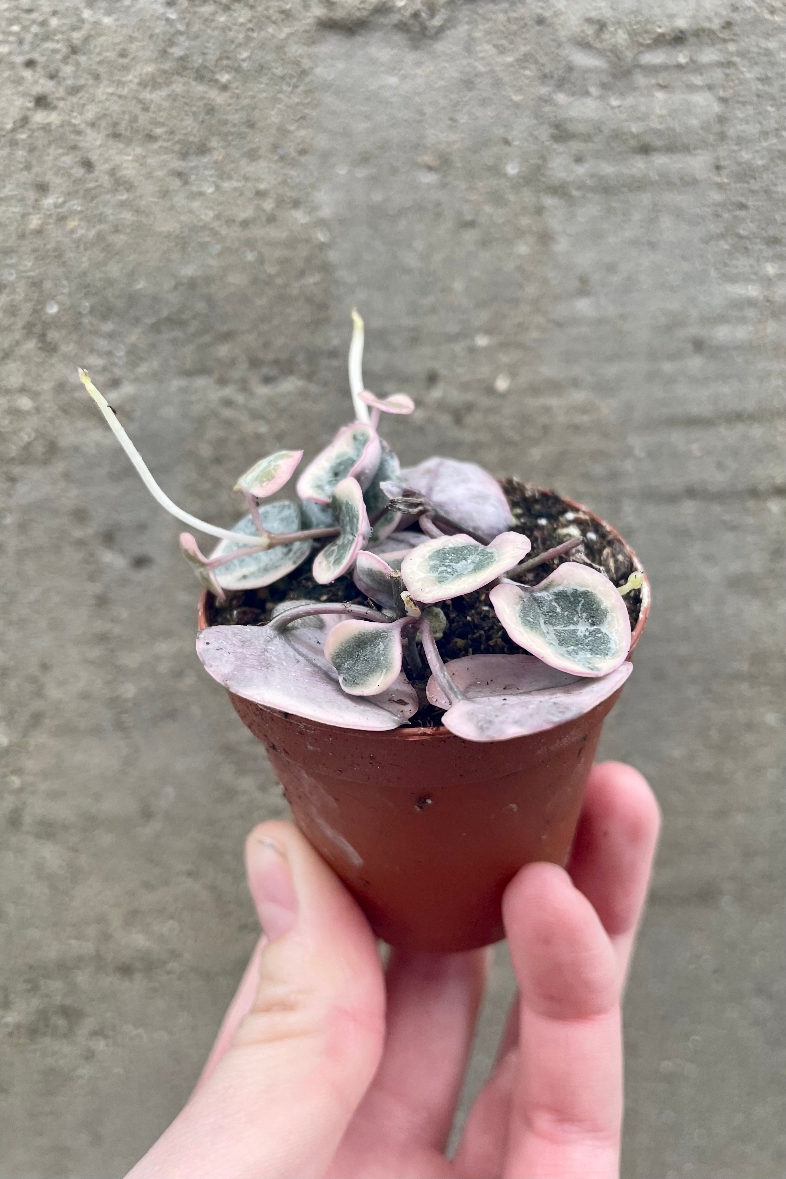 Ceropegia woodii Variegated "String of Hearts" 2" orange growers pot with tiny green and light purple vining leaves against a grey wall