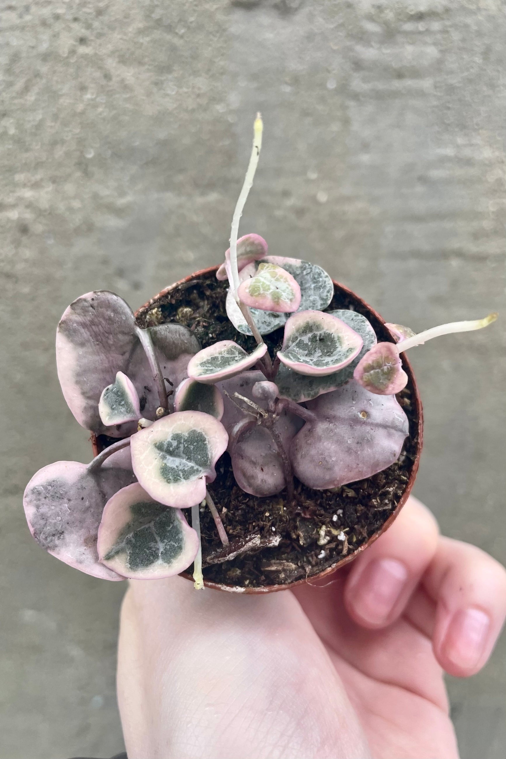 detail of the Ceropegia woodii Variegated "String of Hearts" 2" tiny green and light purple vining leaves against a grey wall ©Sprout Home