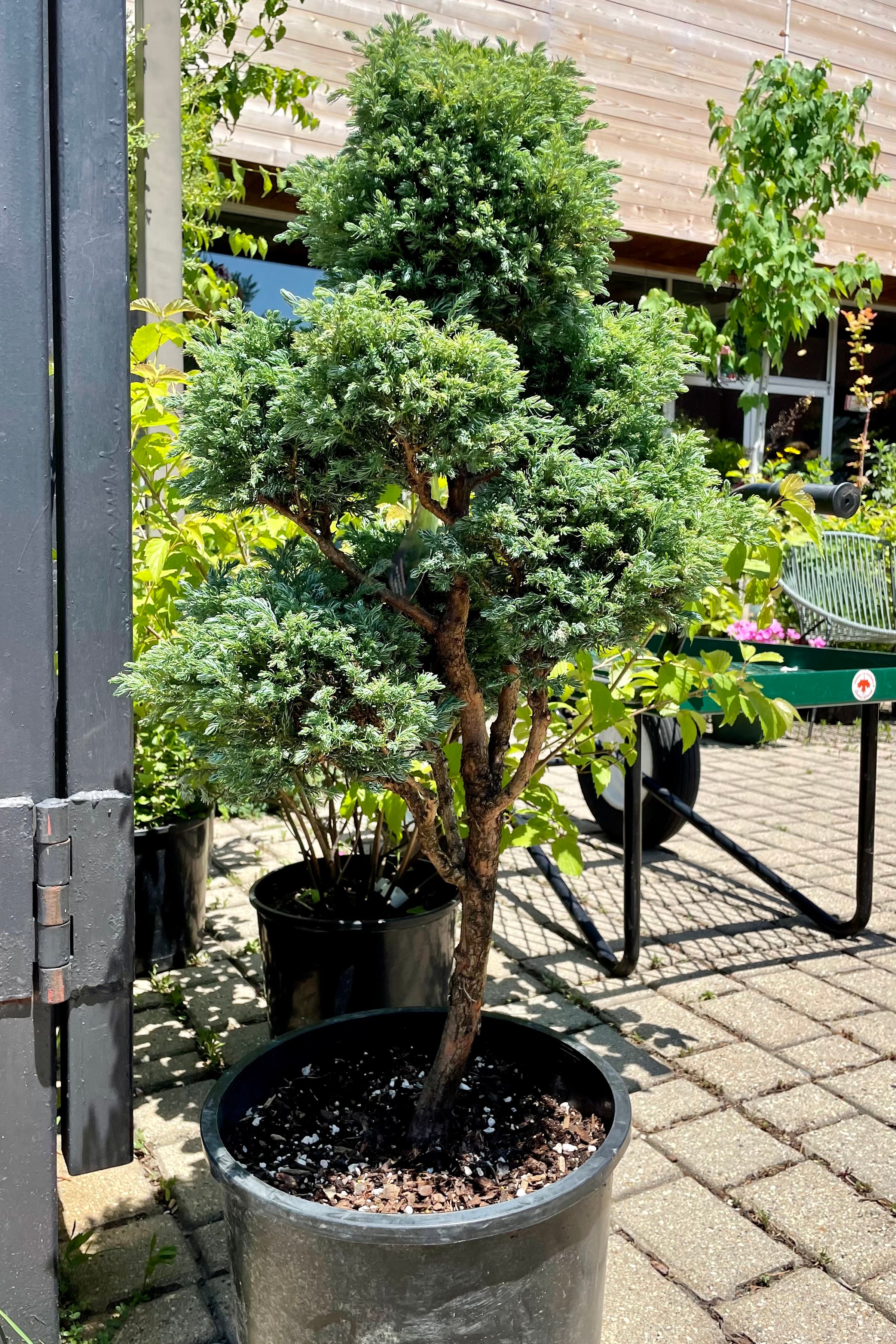 #6 size pot of the Chamaecyparis 'Boulevard' pom pom tree in the Sprout Home yard the end of June with the store in the background.