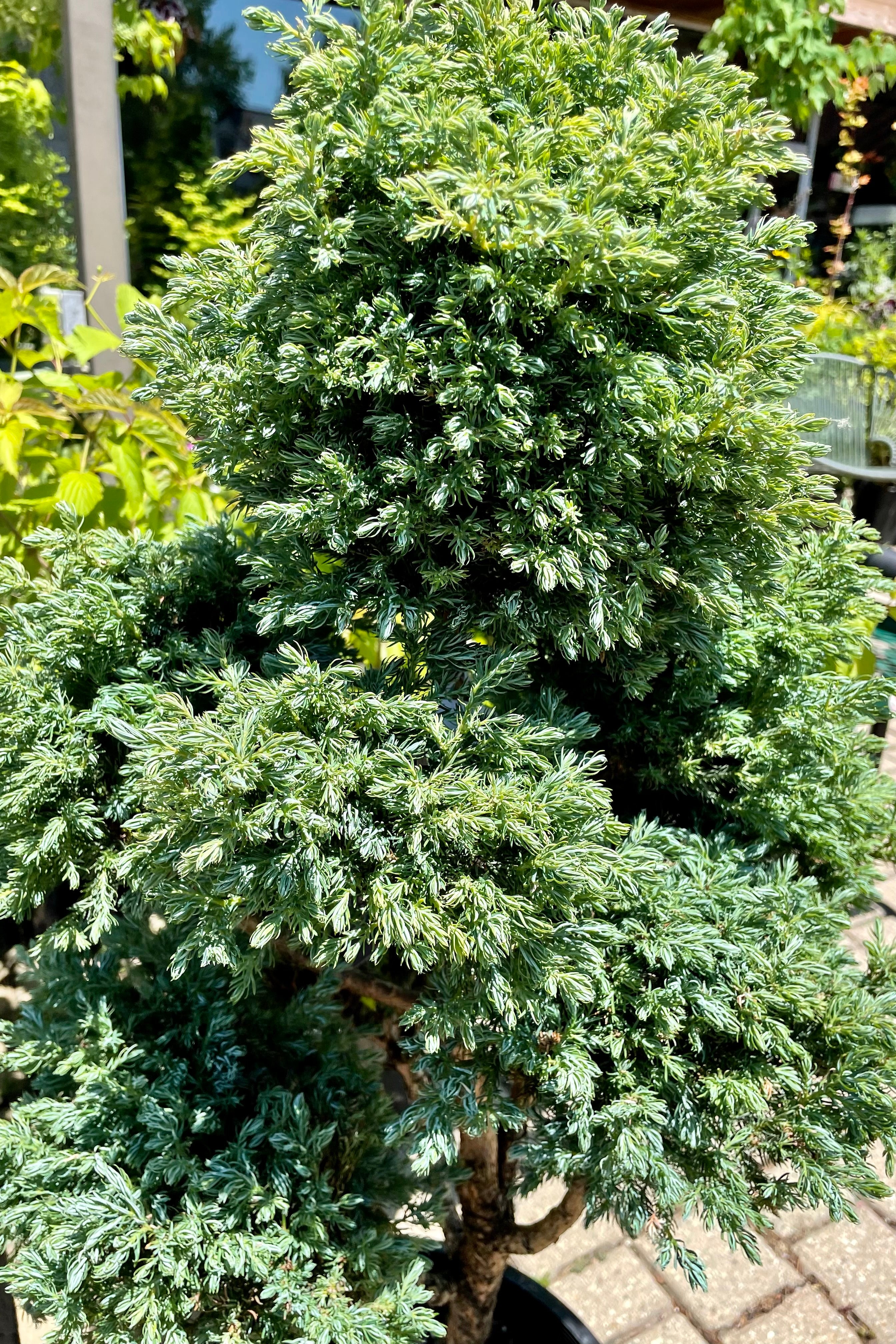 detail picure of the blue green needles of the Chamaecyparis 'Boulevard' tree the end of June at Sprout Home.