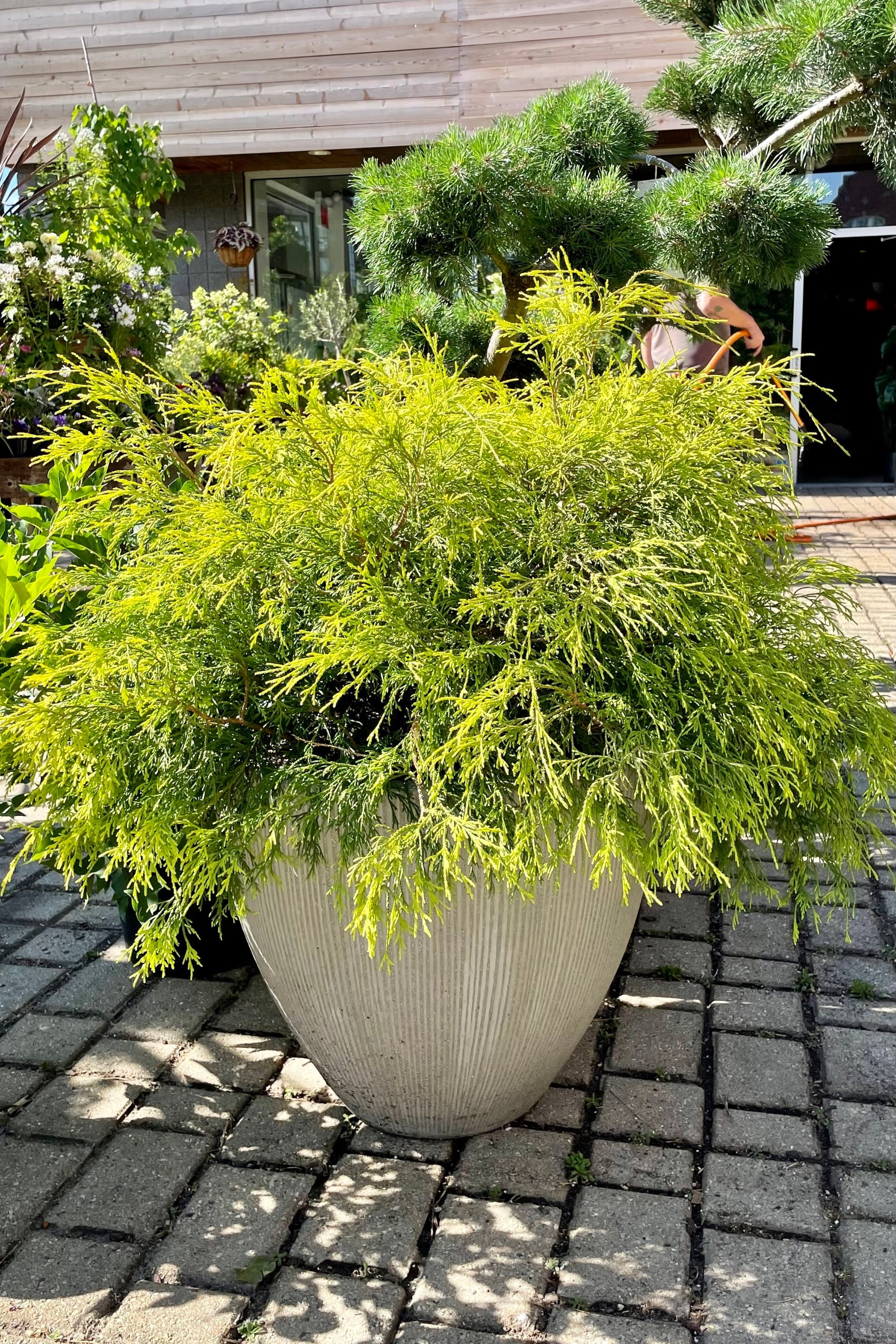 #6 pot size of Chamaecyparis 'Golden Mop' showing the bright yellow green evergreen foliage in mid to late June at Sprout Home potted in a decorative grey pot. ©Sprout Home