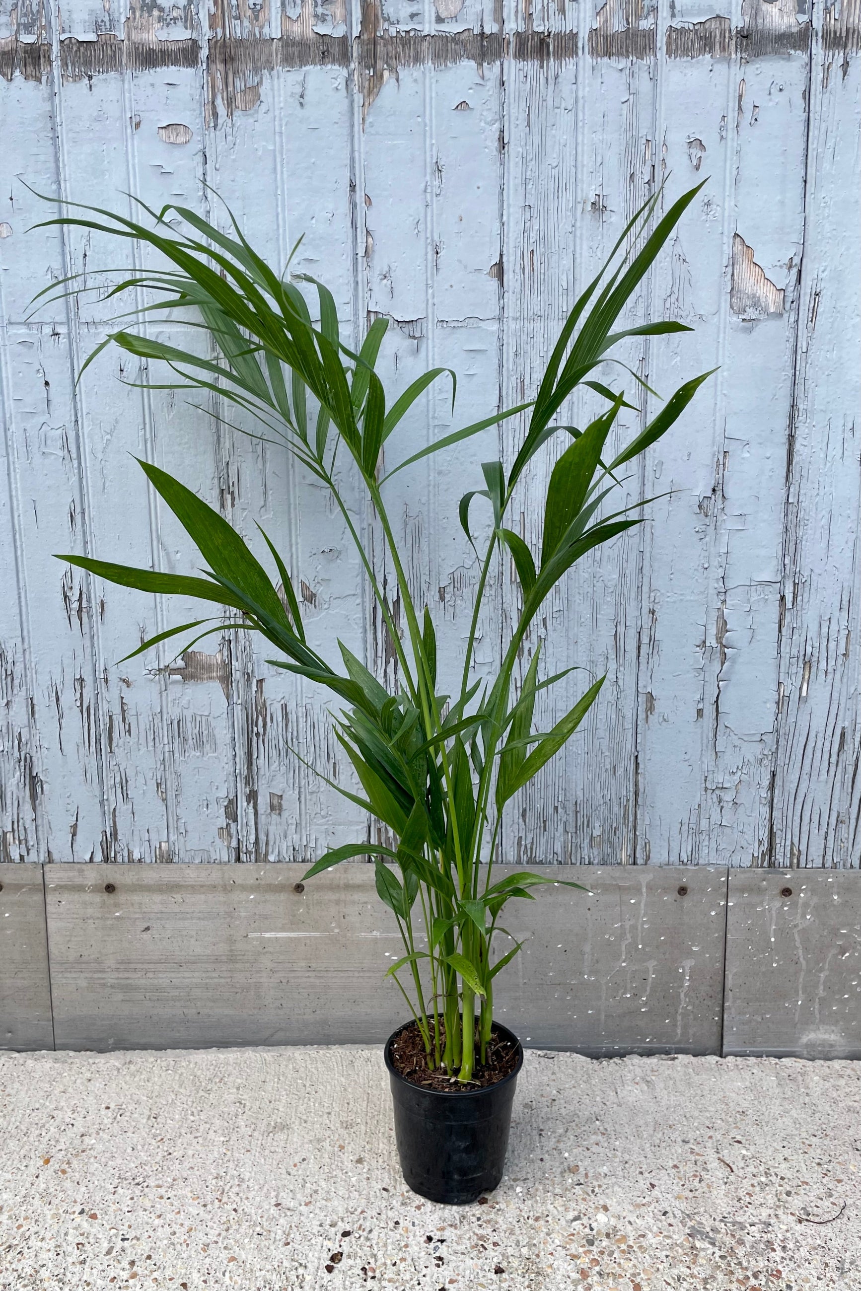 The Chamaeadorea cataractarum "Cat Palm" in a 5" growers pot at Sprout Home. ©Sprout Home