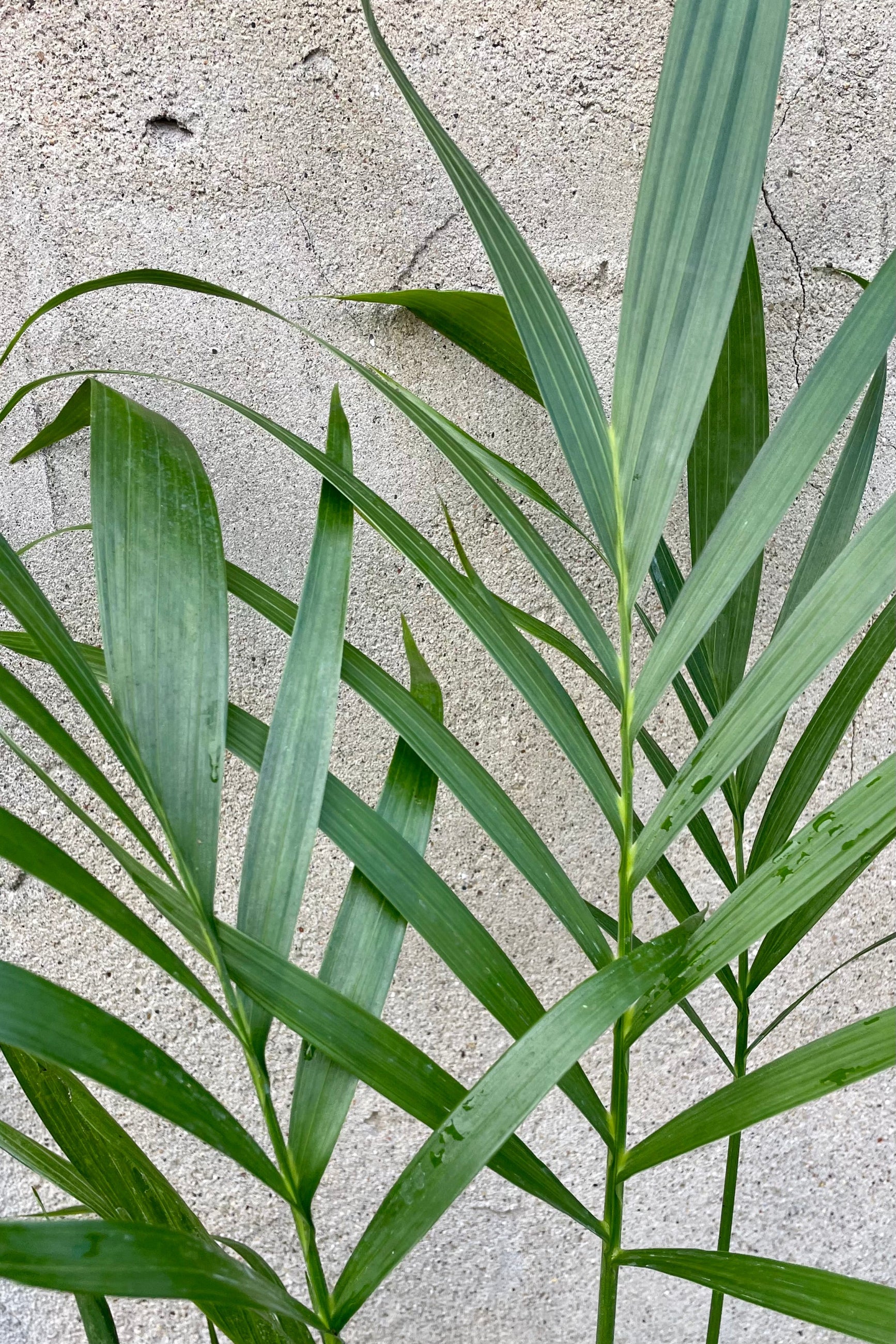 cat palm leaves Chamaedorea cataractarum "Cat Palm" 5"