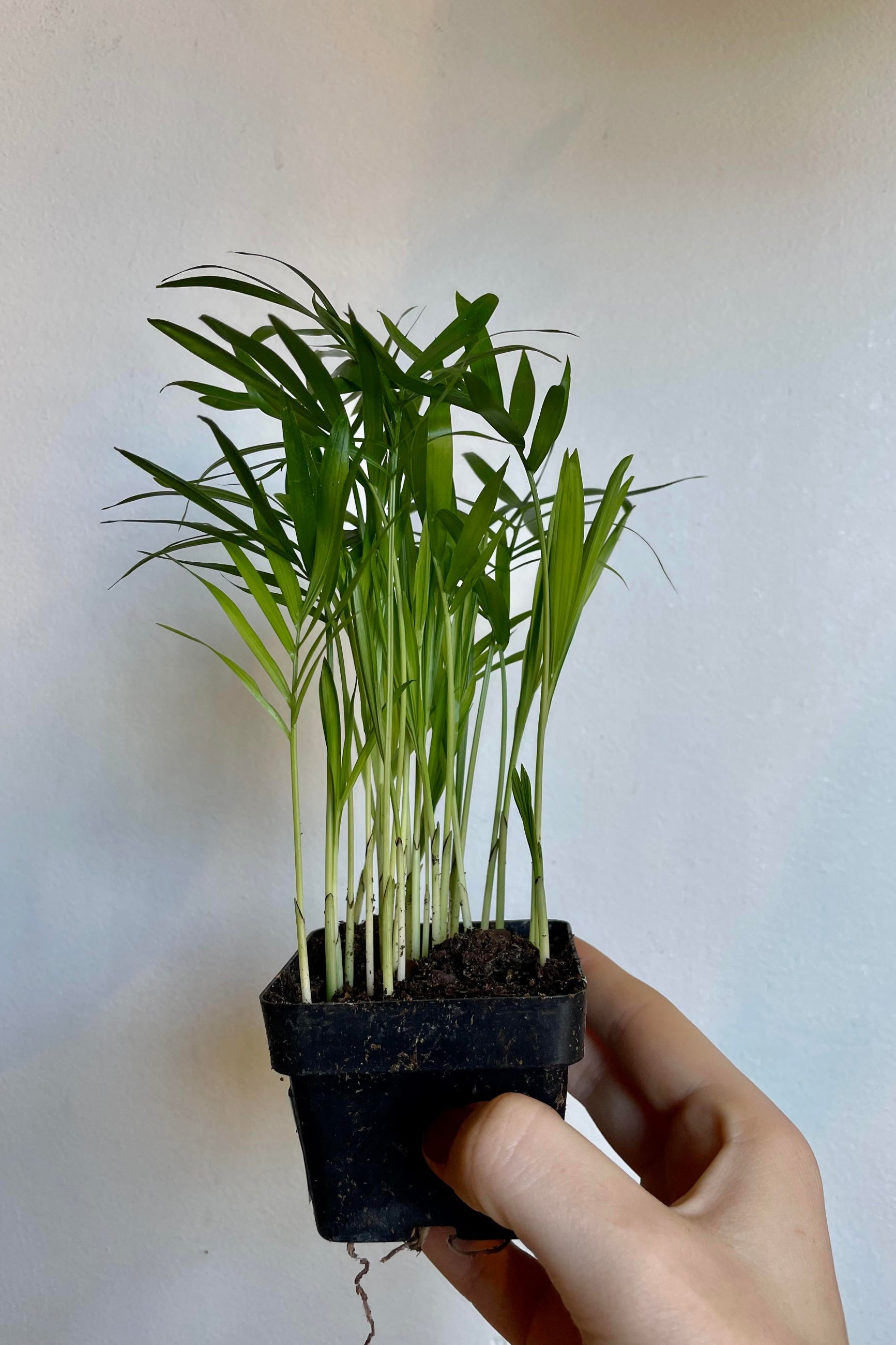 A hand holds the Chamaedorea elegans "Neanthe Bella" 3" against a white backdrop ©Sprout Home