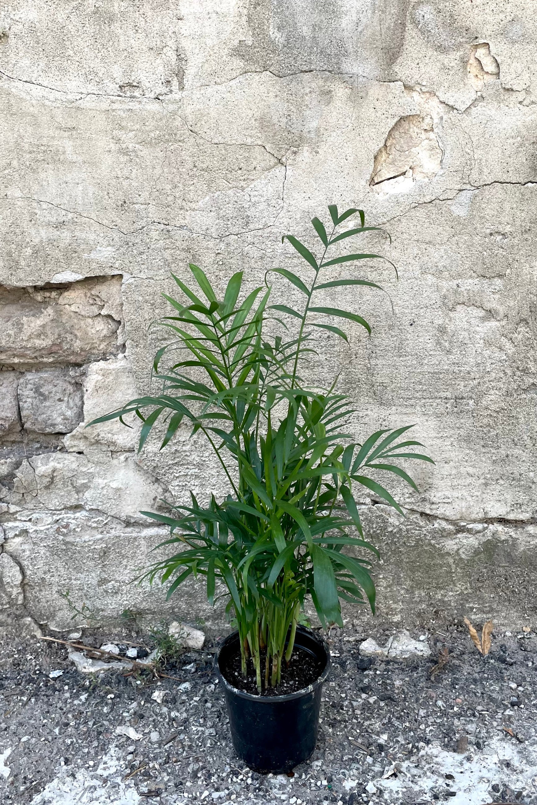 A full view of the 4" Chamaedorea elegans "Neanthe Bella" in a grower pot against a concrete backdrop ©Sprout Home