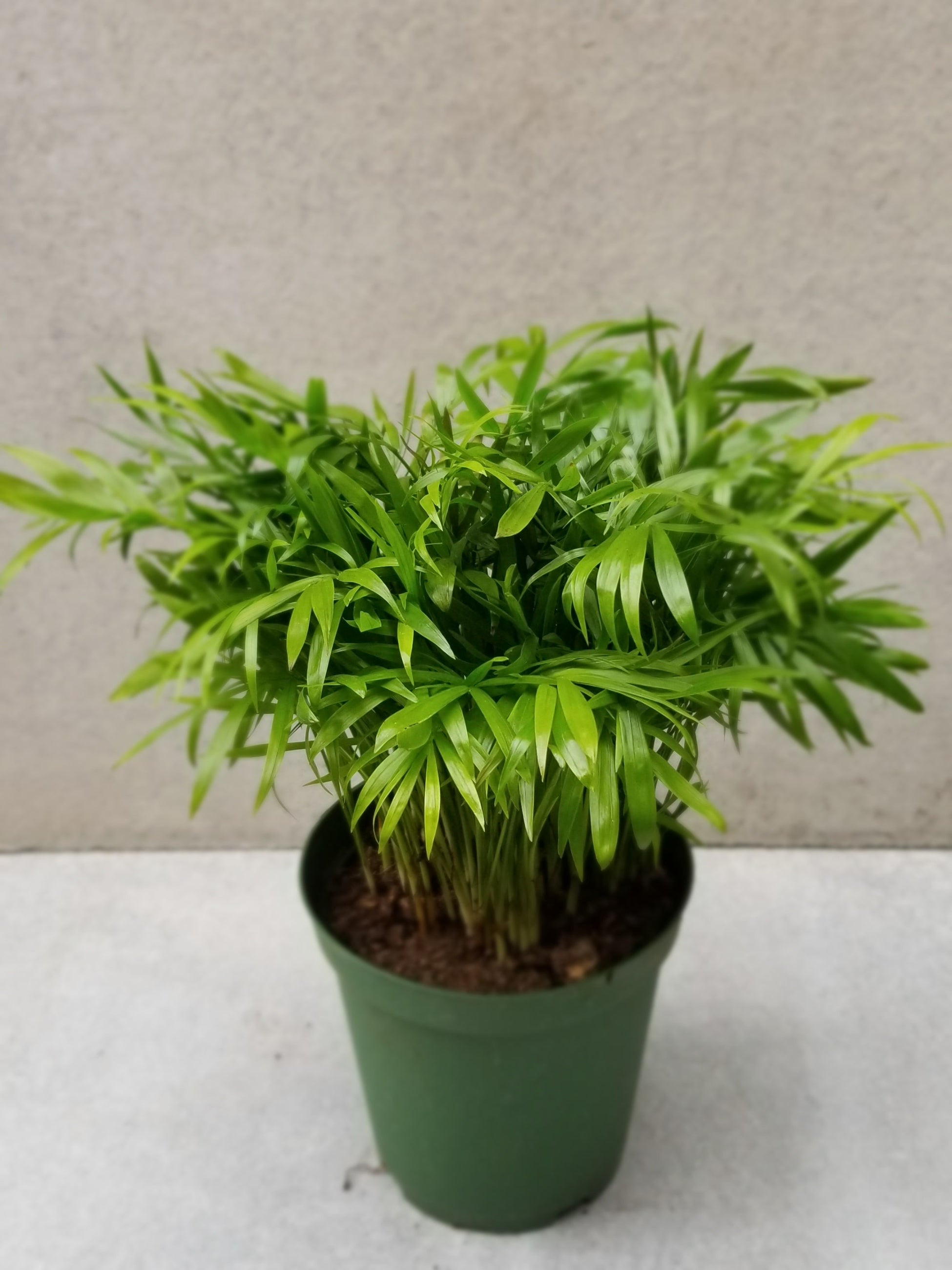 Chamaedorea Neantha Bella palm in a 6 inch growers pot ©Sprout Home